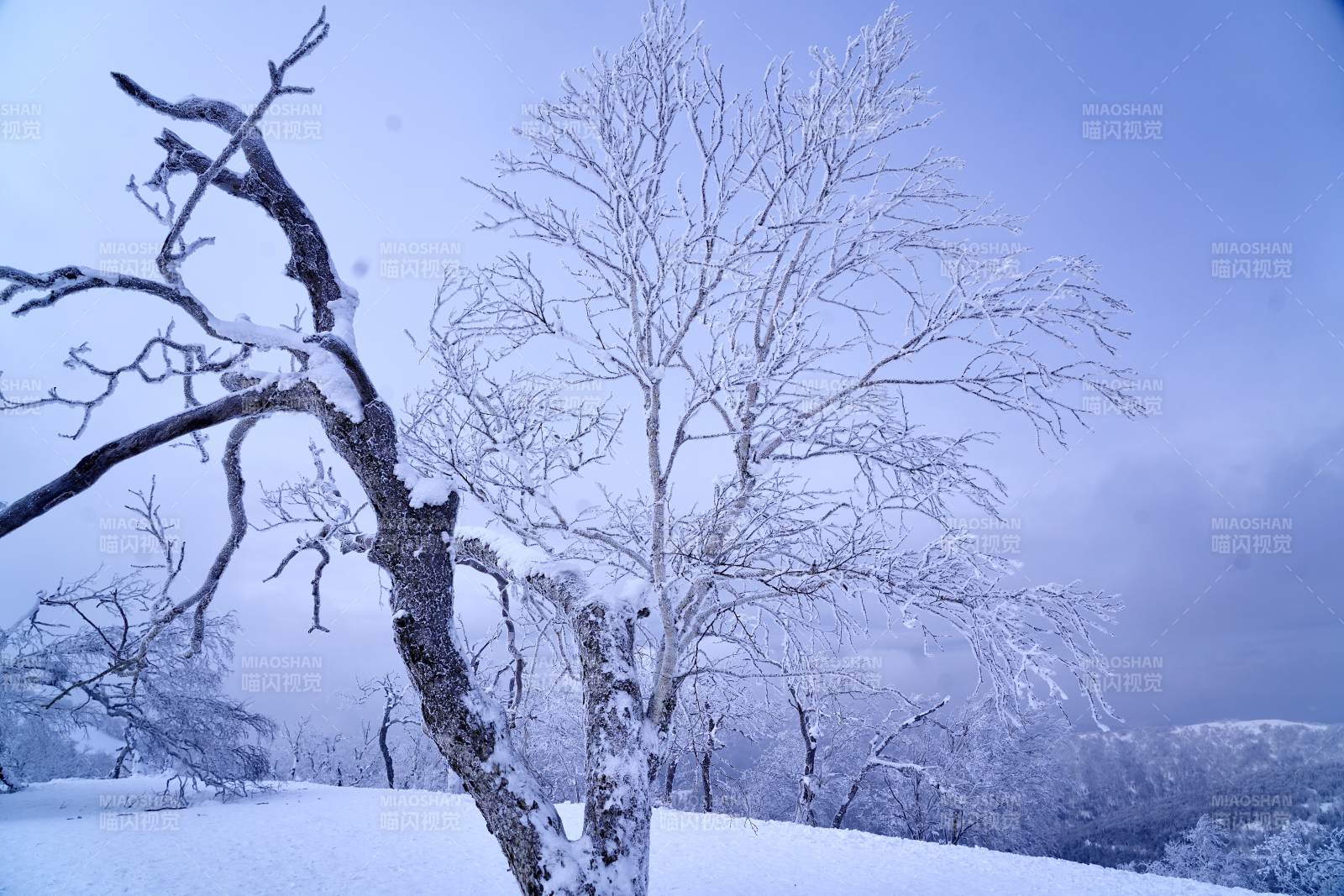 雪覆枯枝寒林景