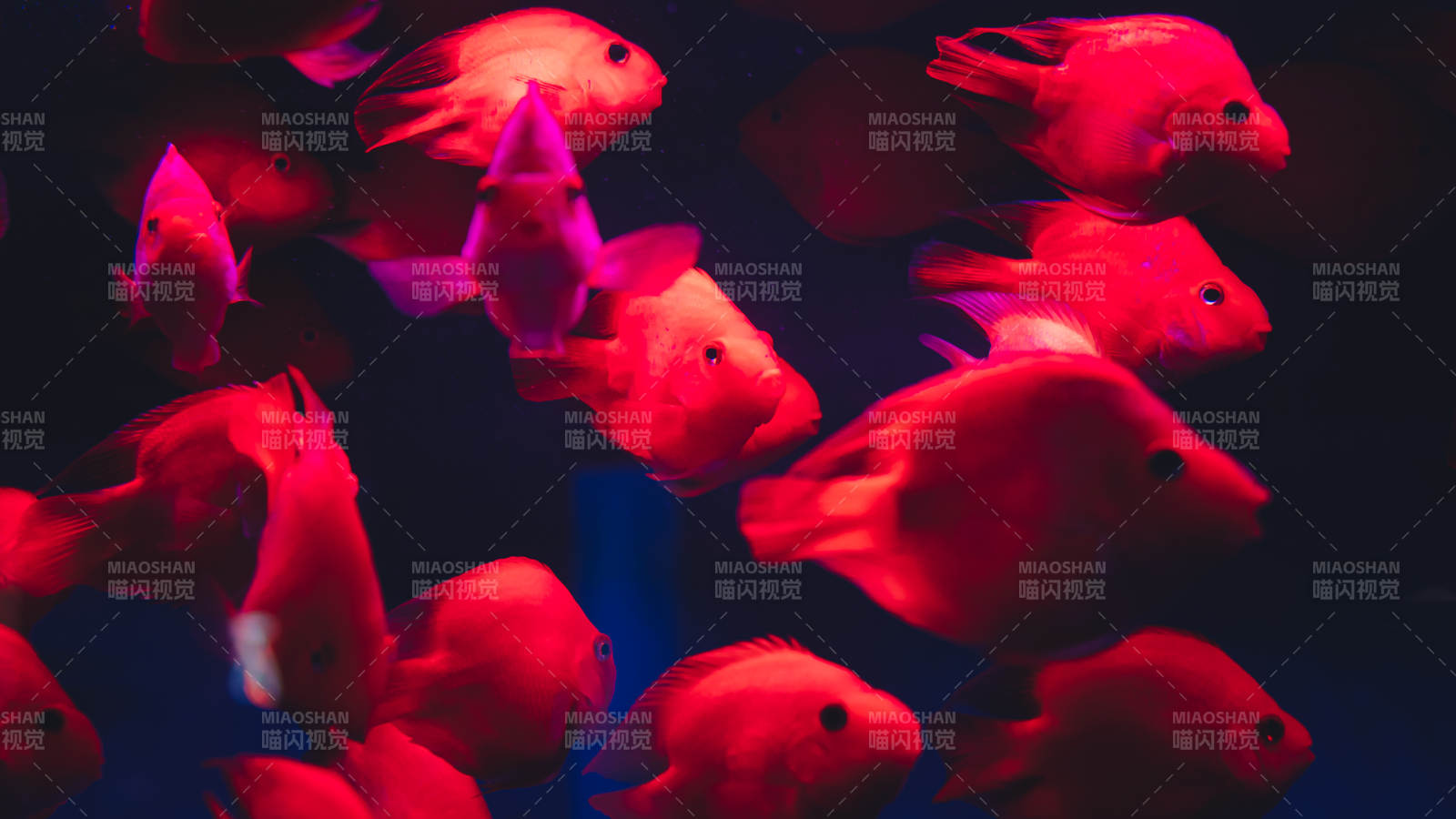 紅光中的魚群