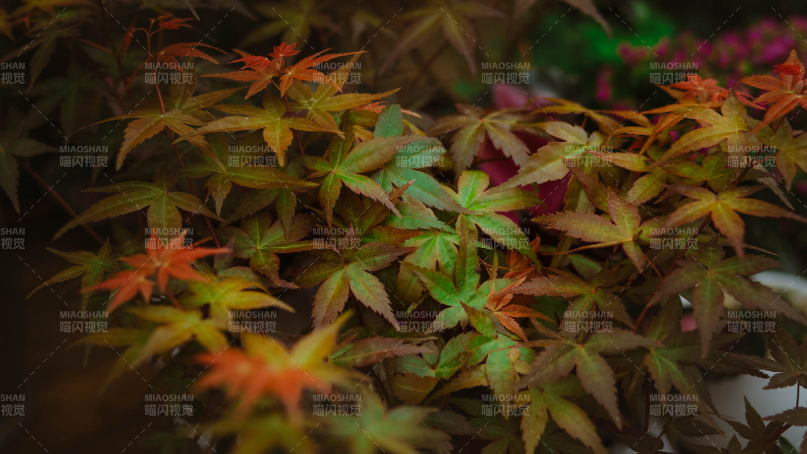 秋葉斑斕
