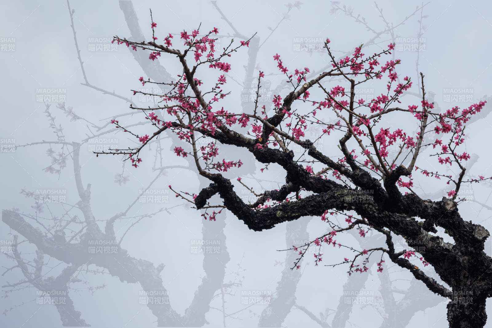 霧中桃花綻放