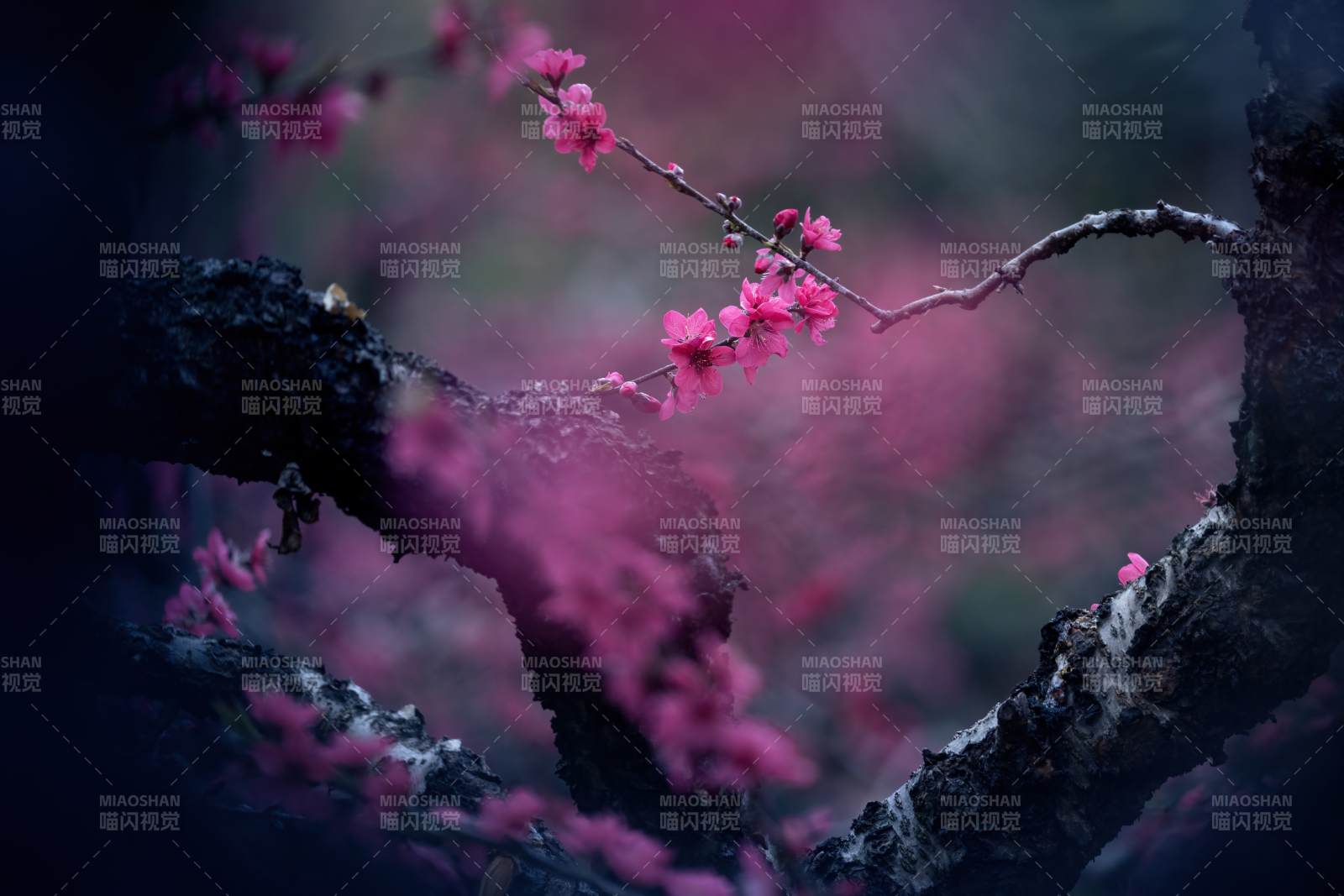 桃花綻放枝頭