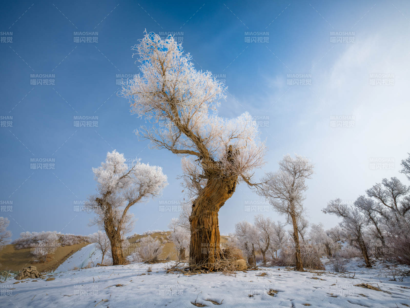 雪覆古樹 冬日靜謐