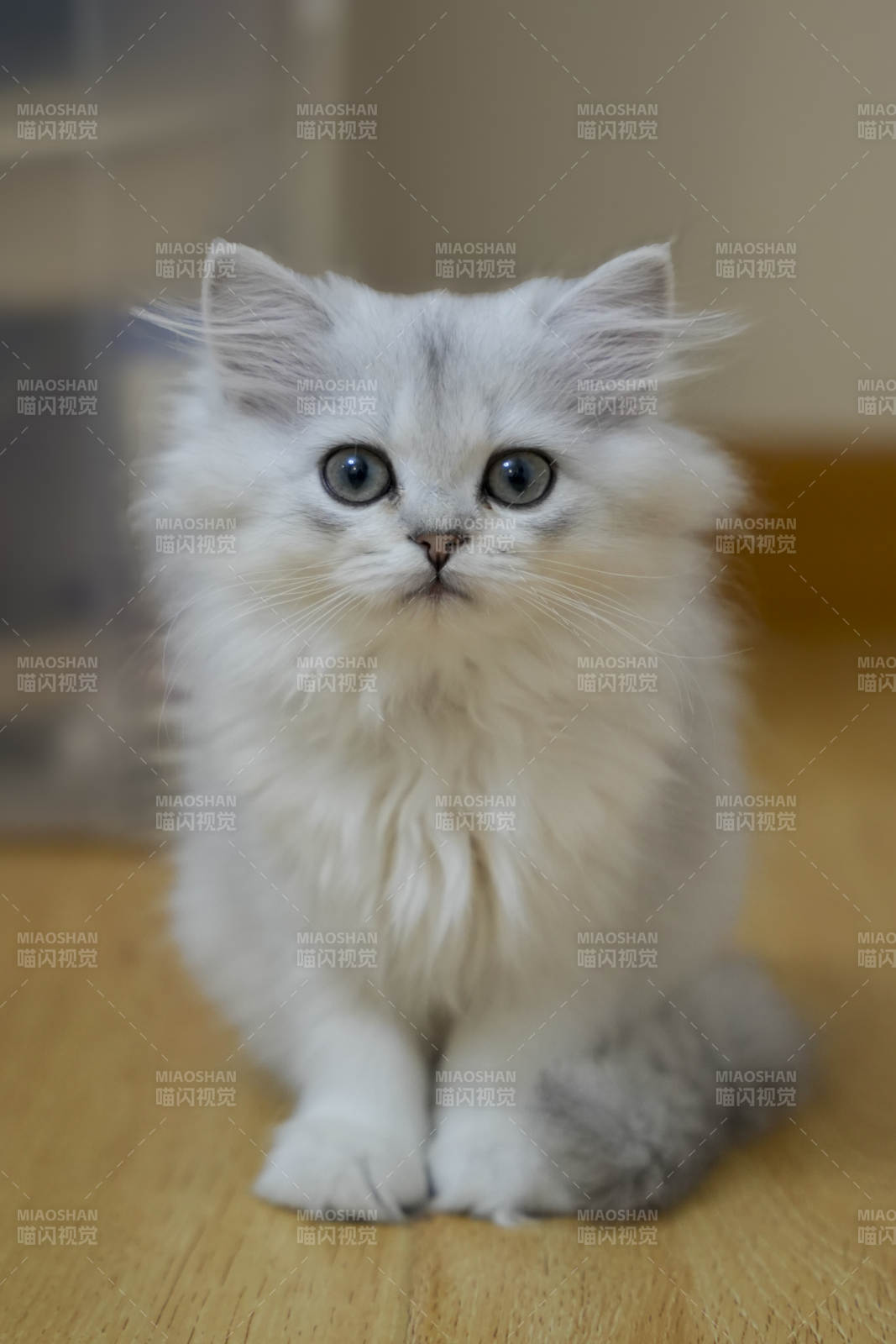 萌萌的白色小貓