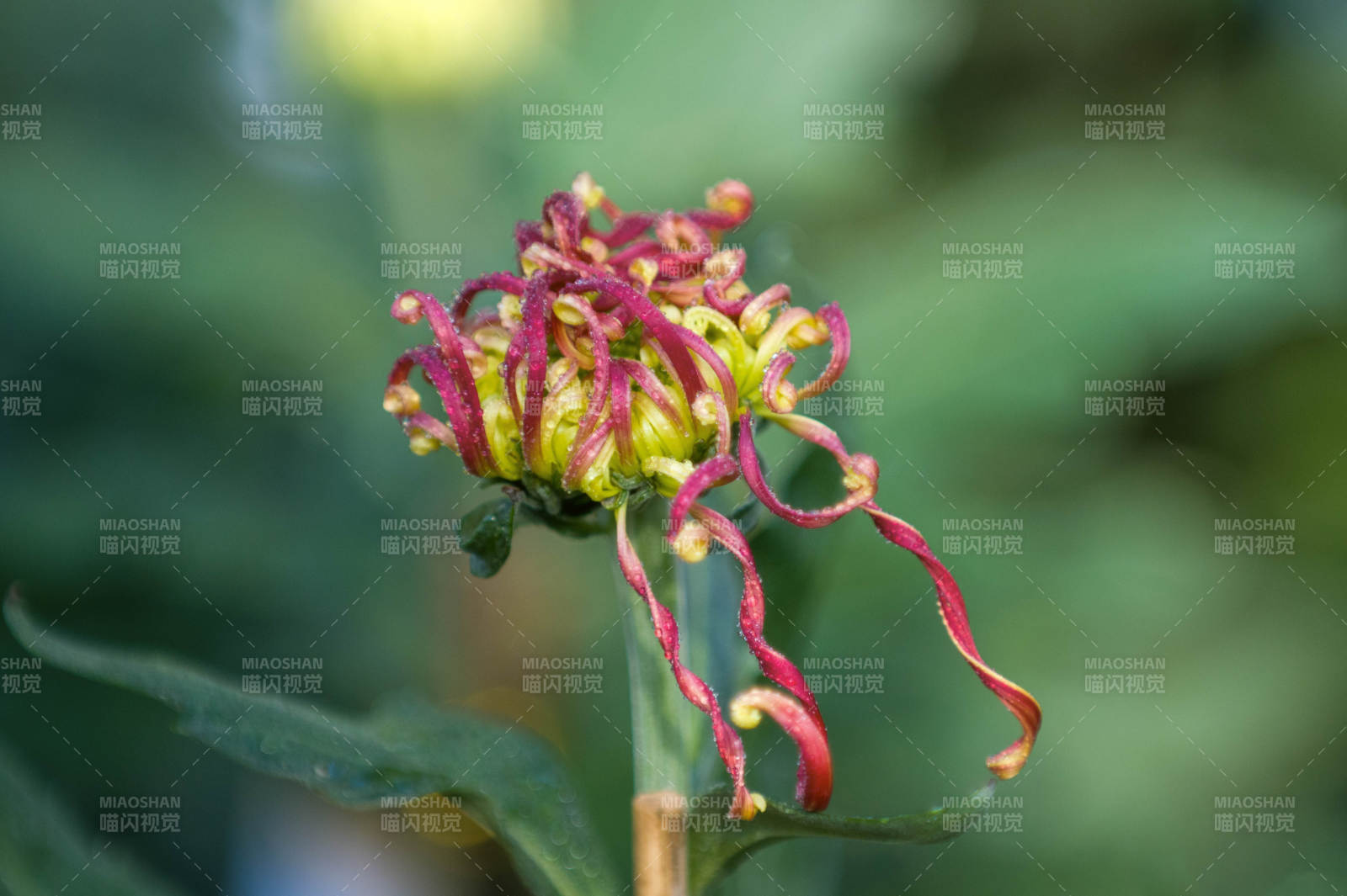 奇花綻放