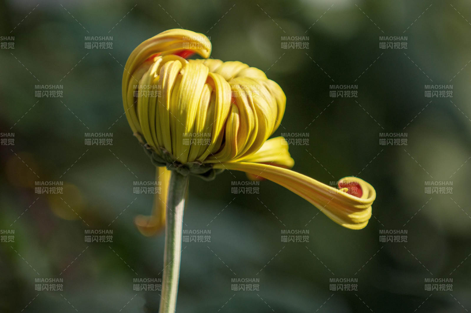 金菊綻放 姿態優雅