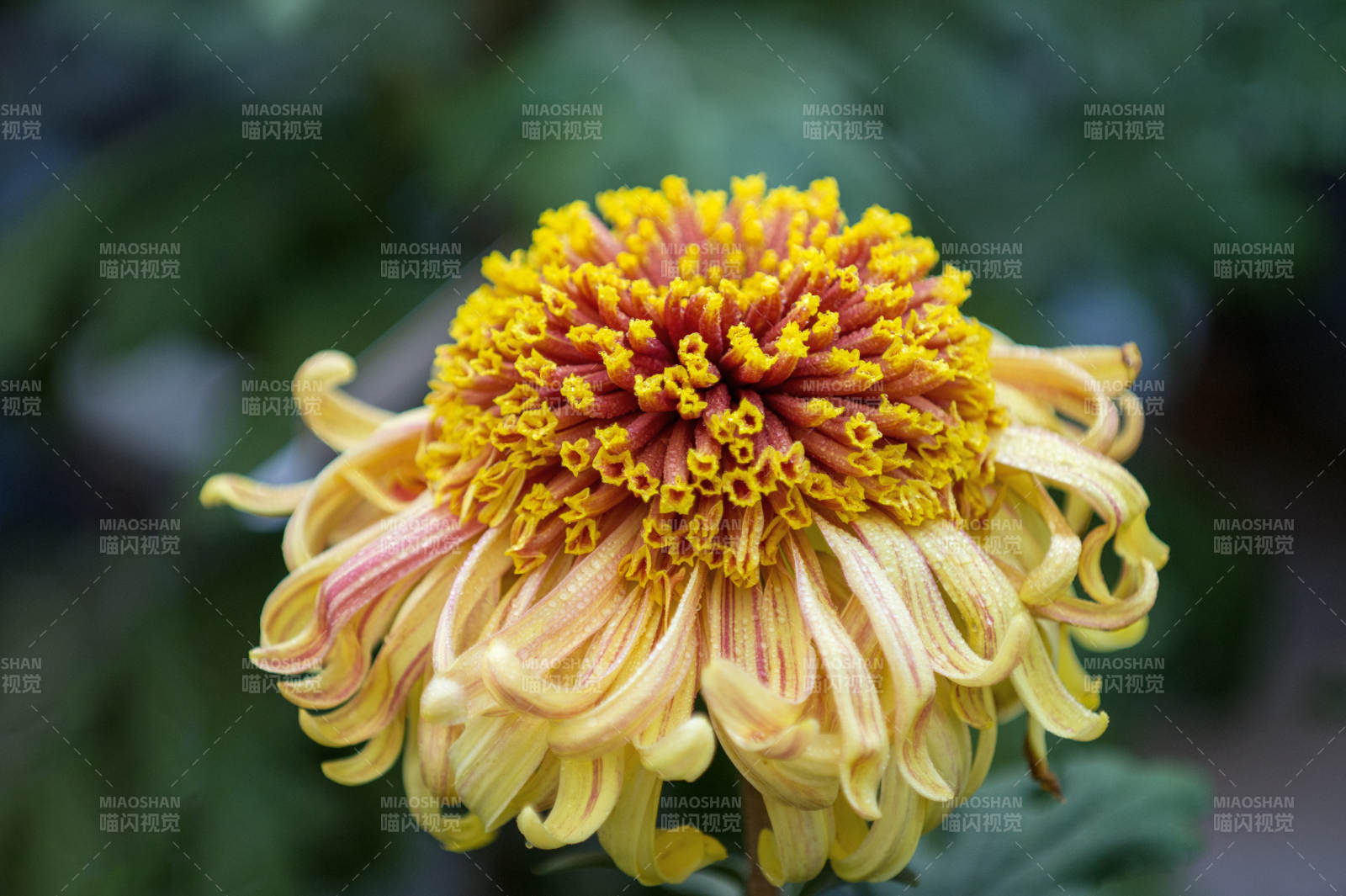 菊花綻放 色彩斑斕