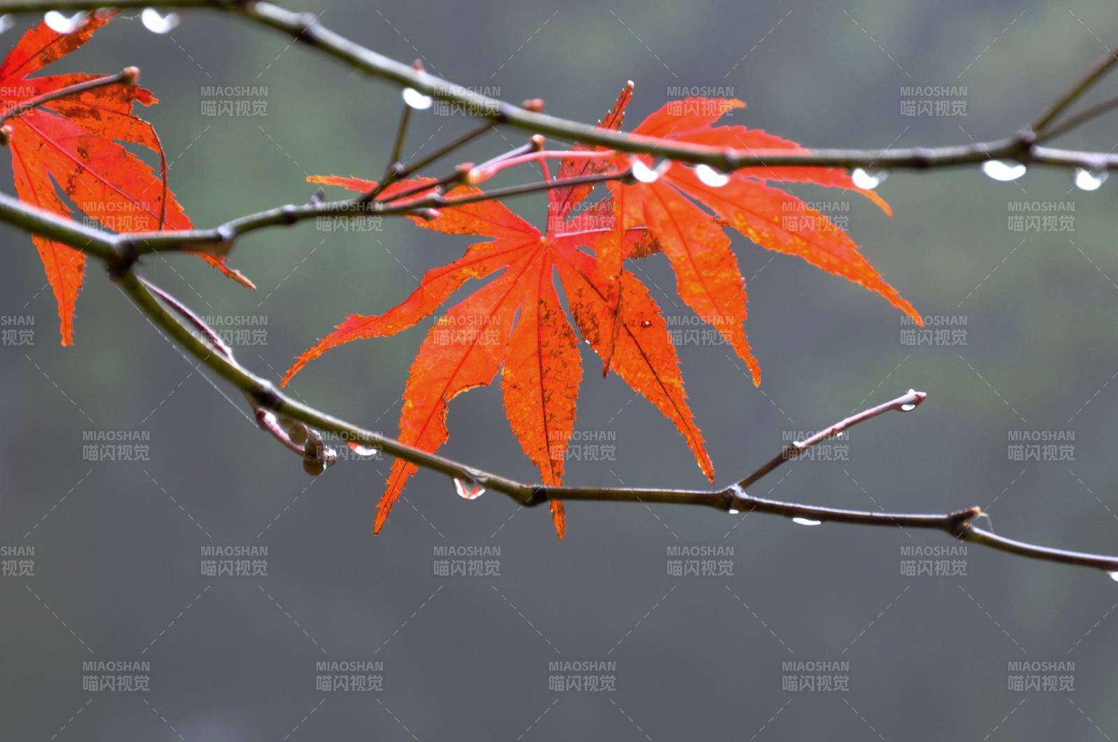 紅葉滴露秋意濃