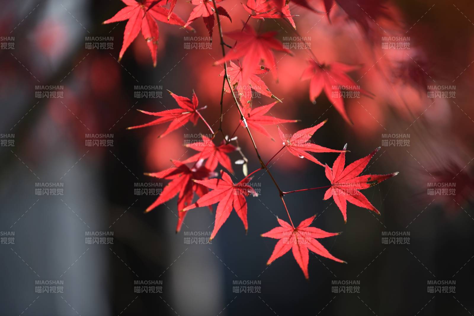 紅楓秋色