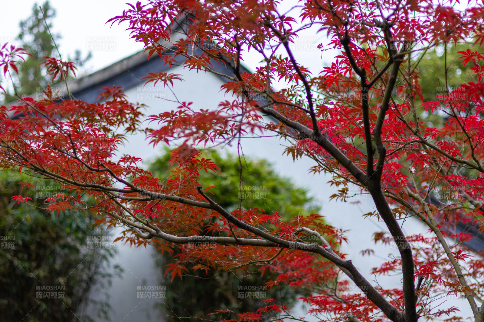 紅楓映古墻