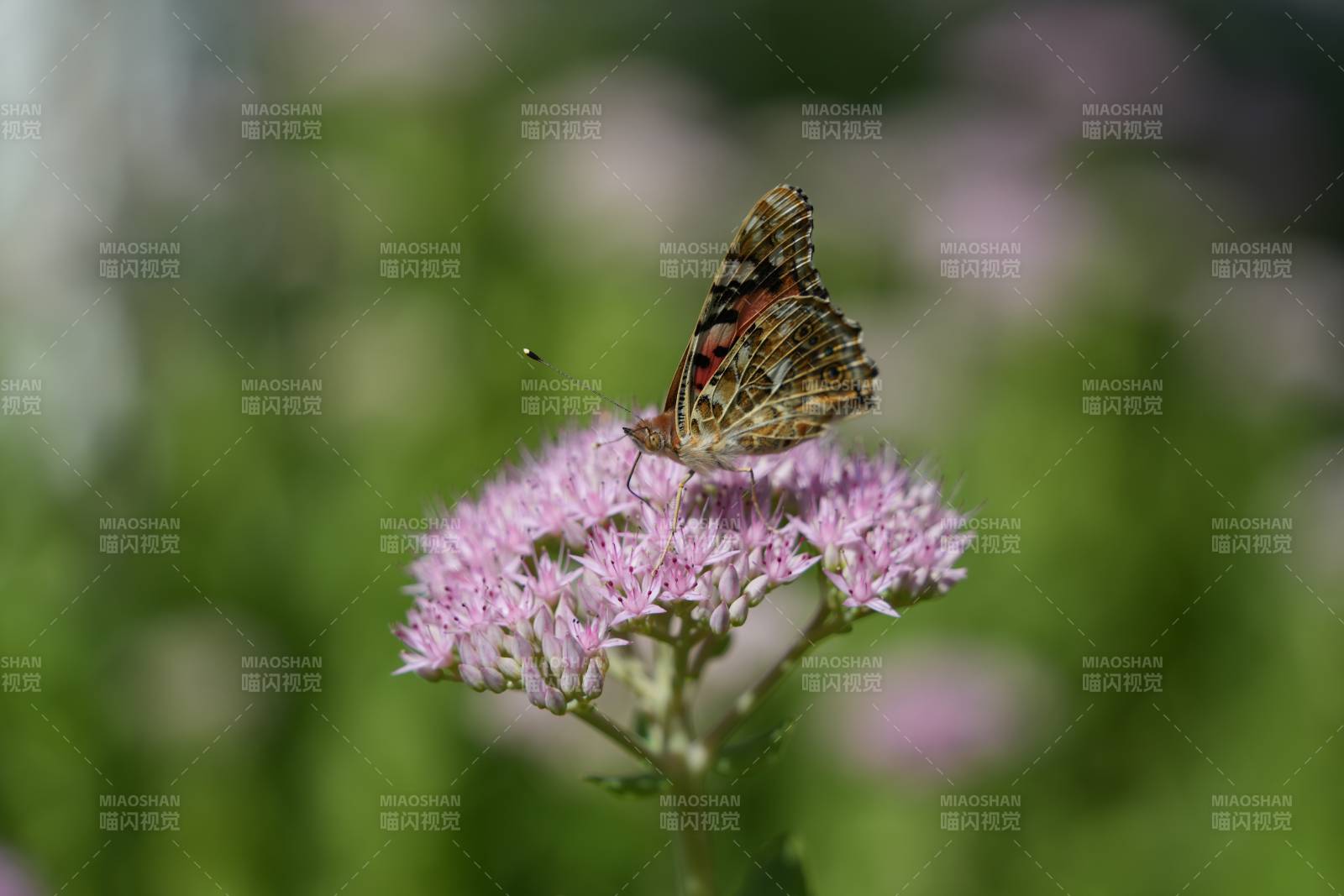 蝶舞花叢