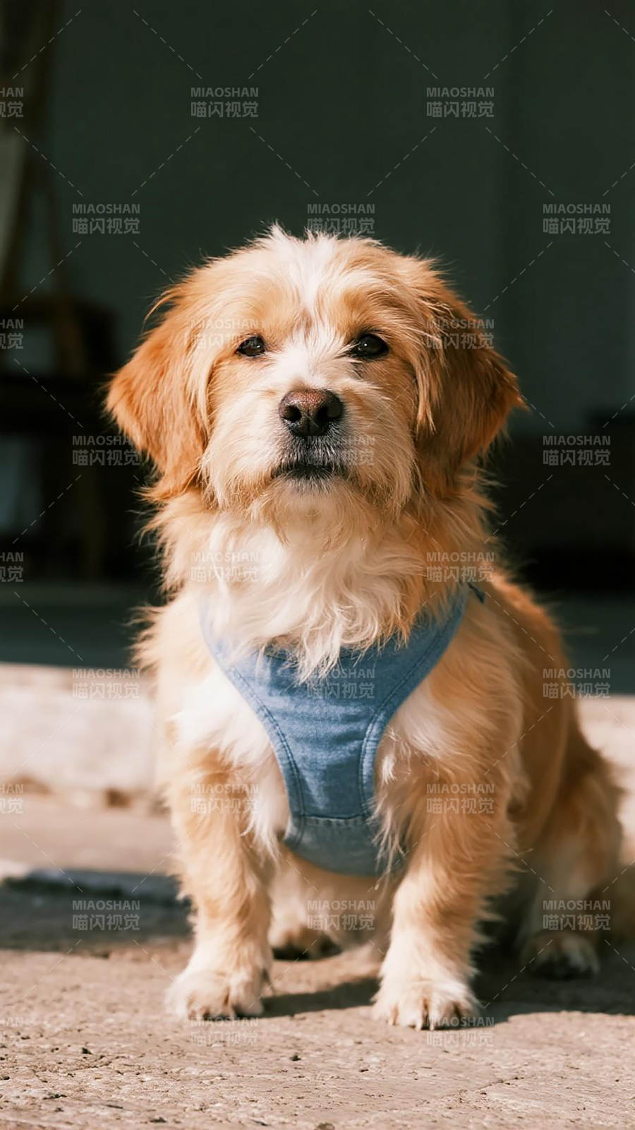 萌犬穿藍衣