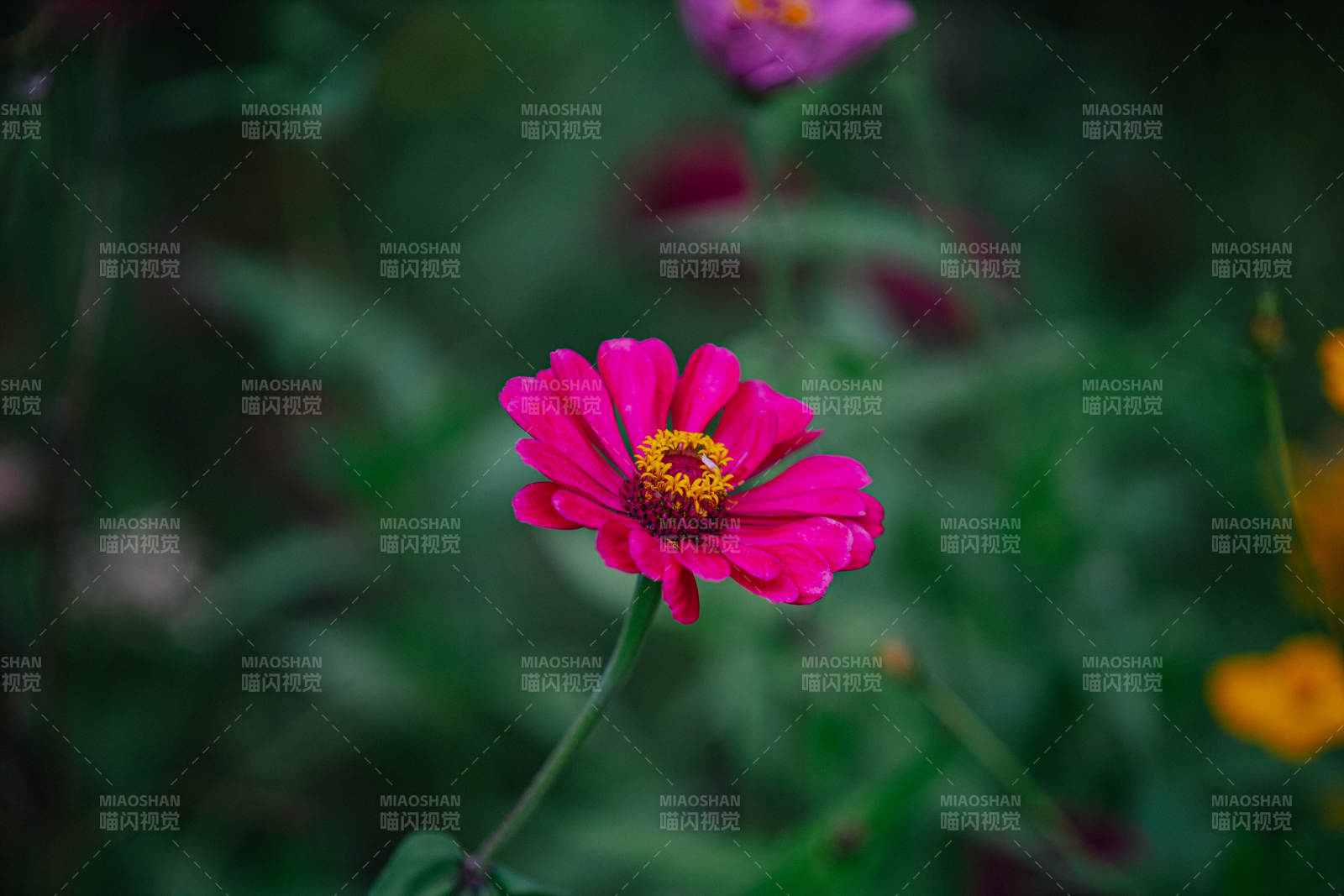 粉紅小花綻放