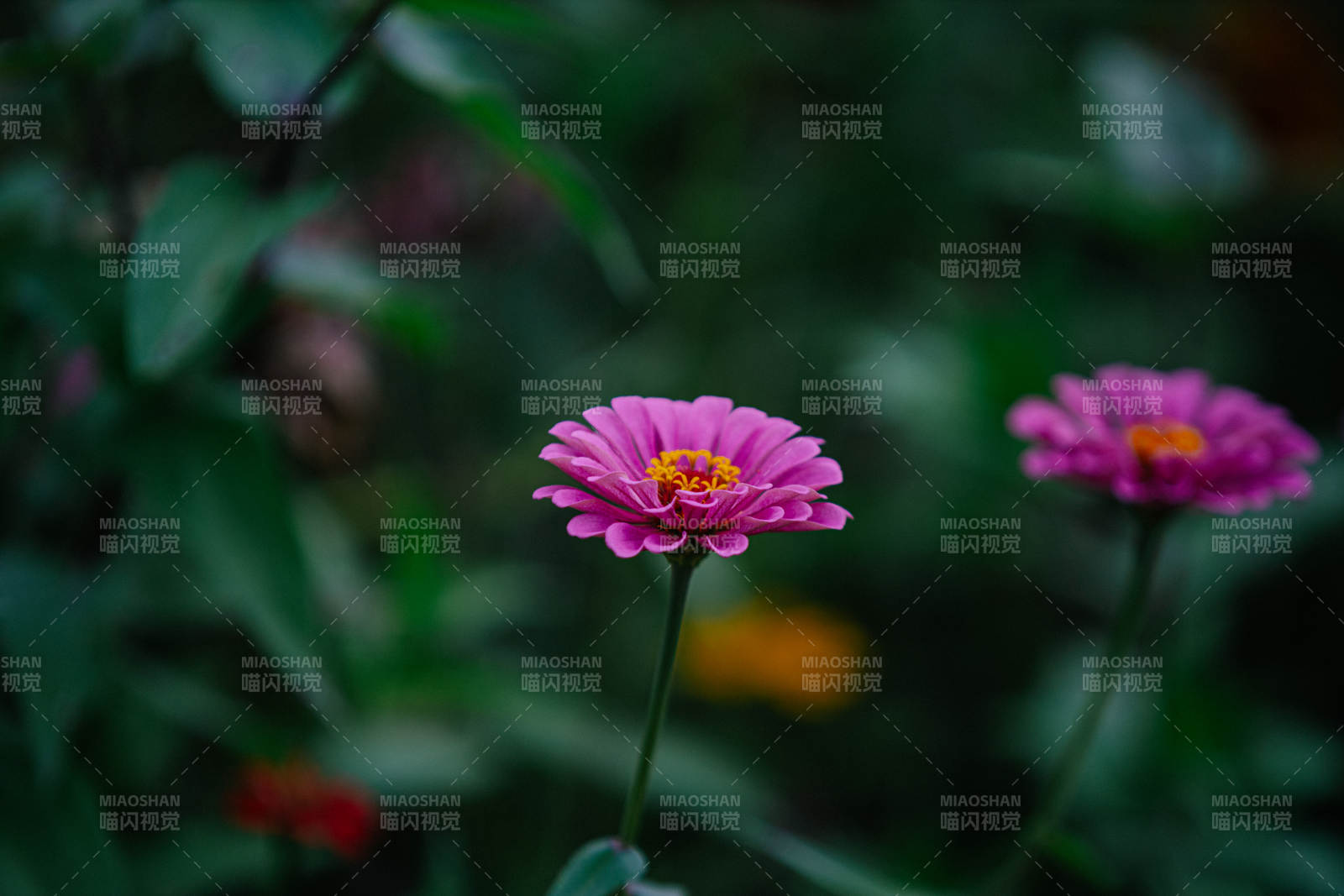 粉花綻放綠意中