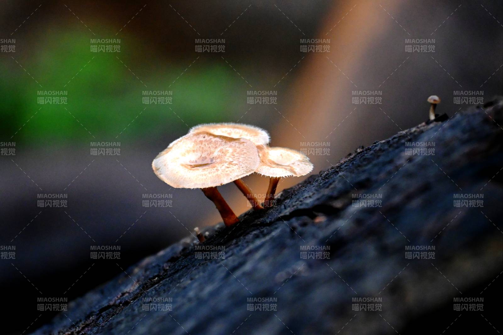 樹皮上的小菇群