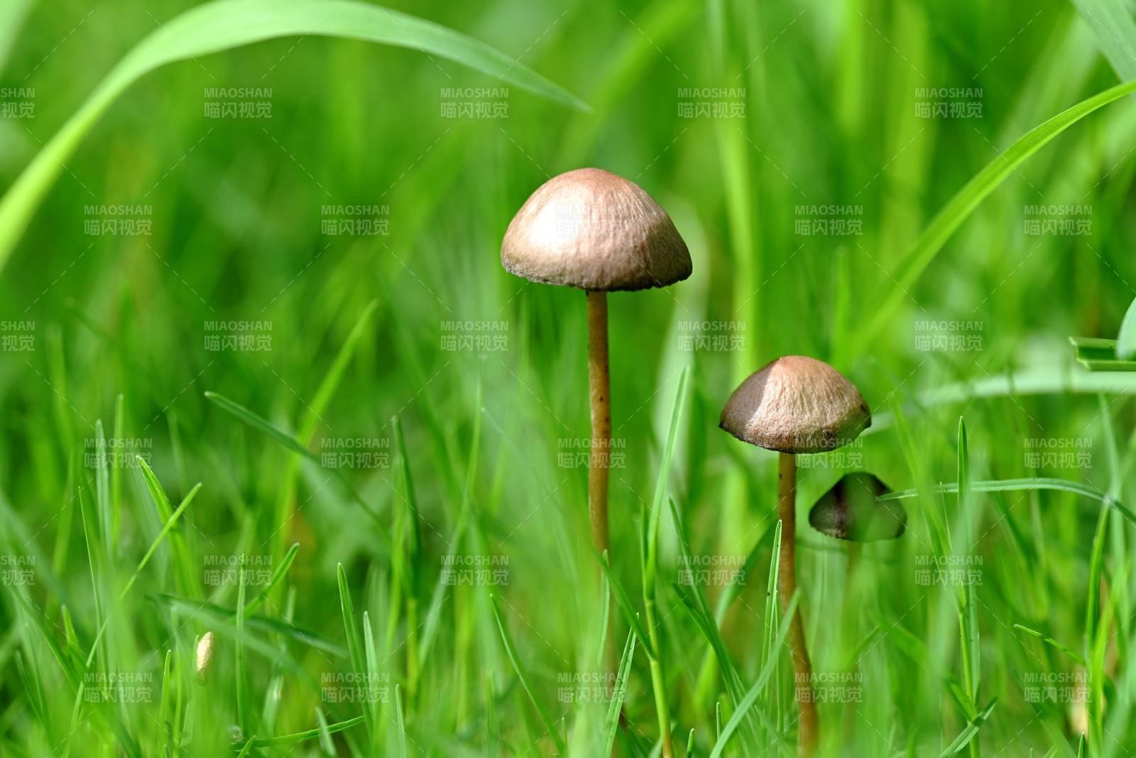 草叢中的小蘑菇
