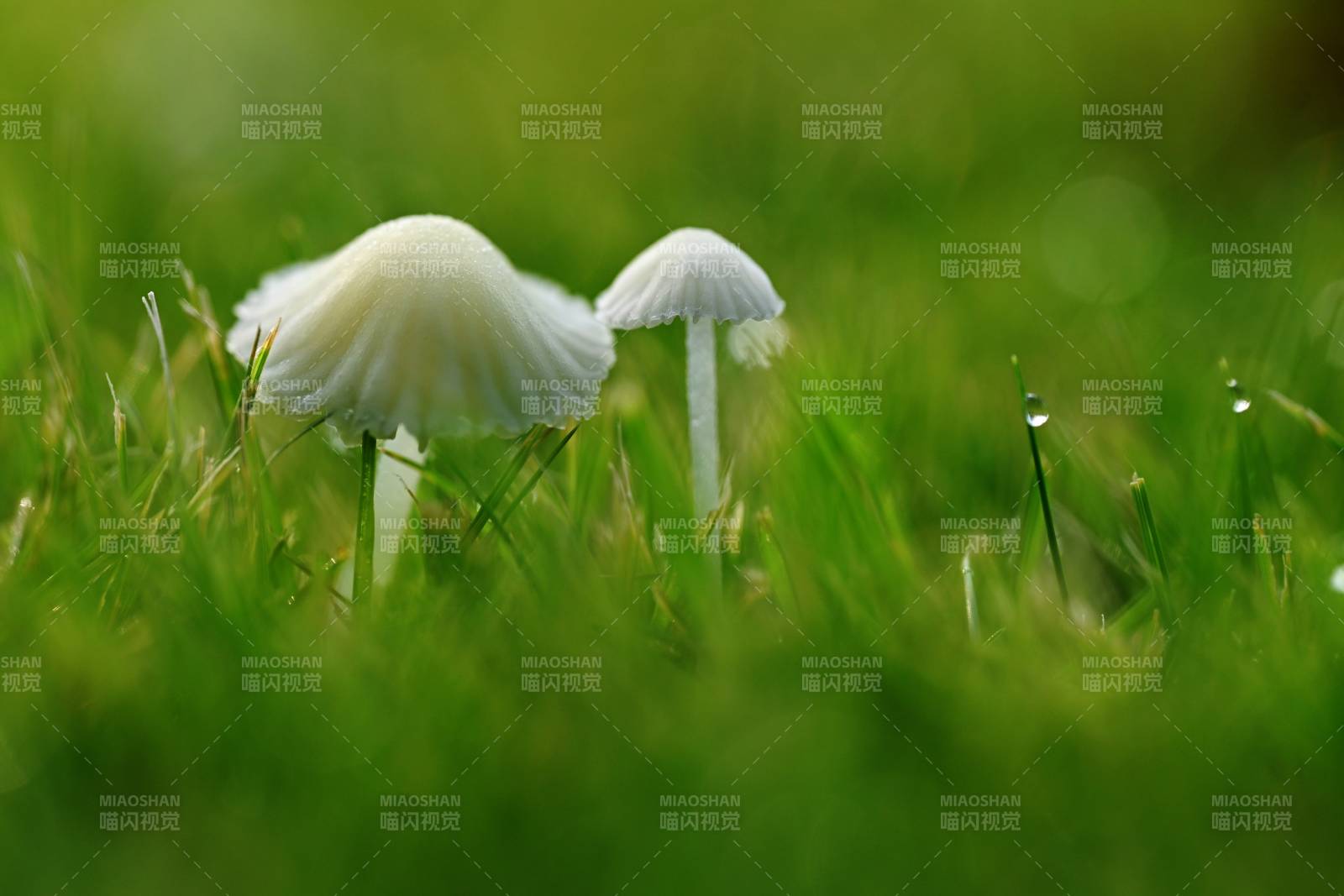 草間雙菇