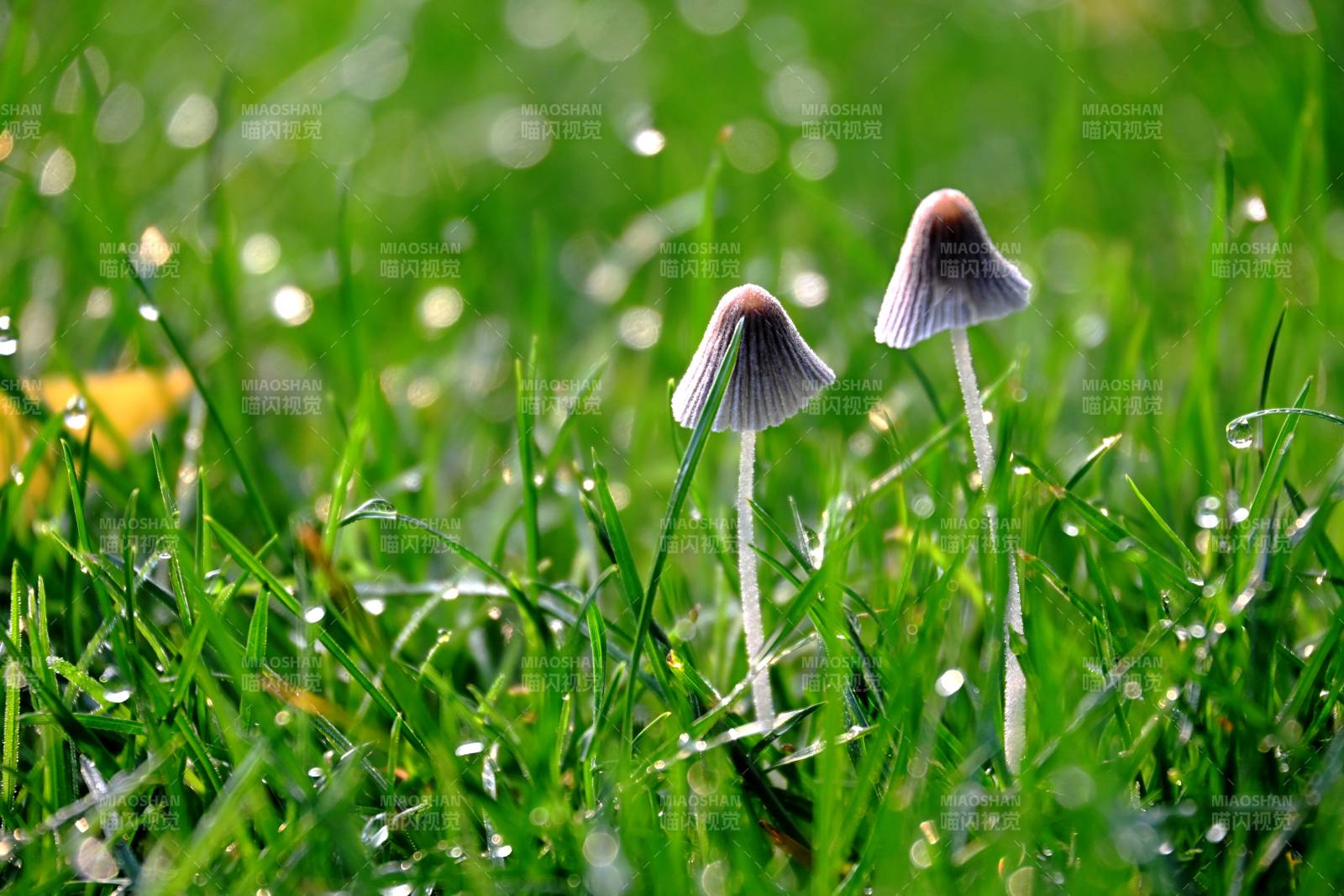 草間小菇