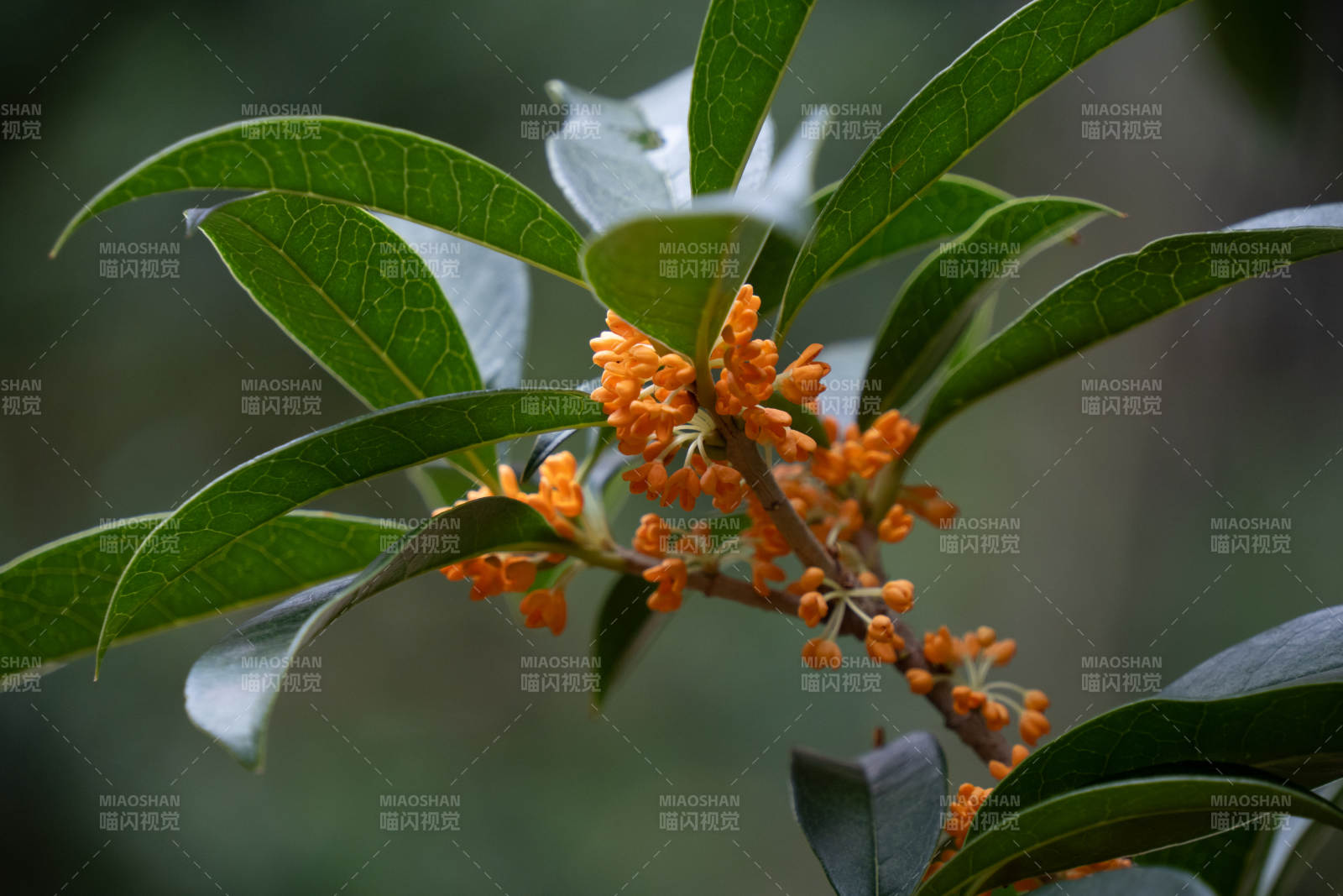 桂花綻放枝頭
