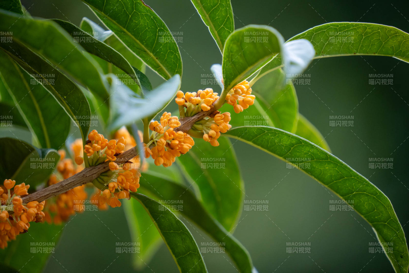 桂花綻放枝頭