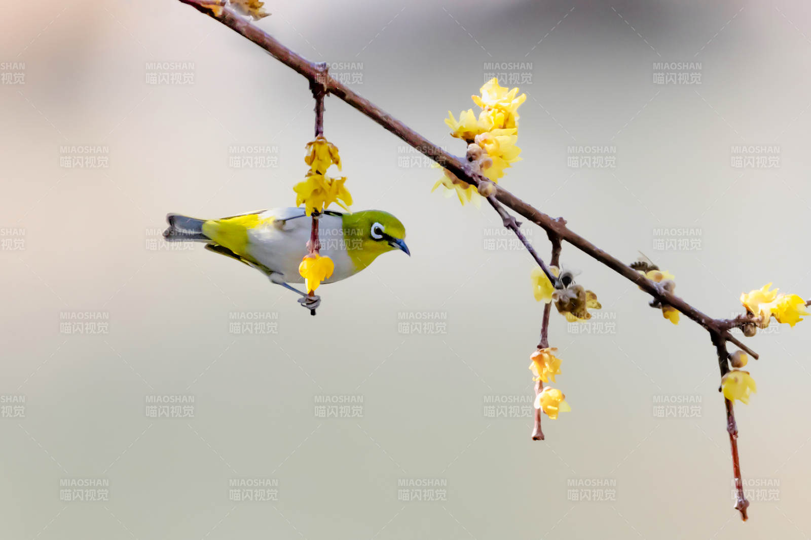 黃鳥棲枝花綻放