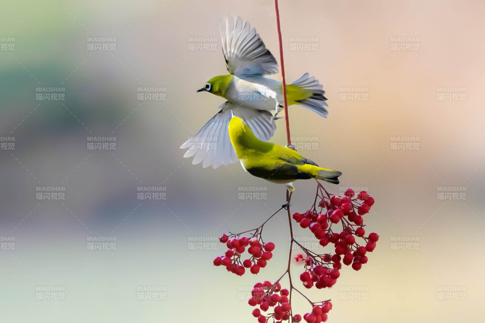 繡眼鳥嬉戲紅果枝