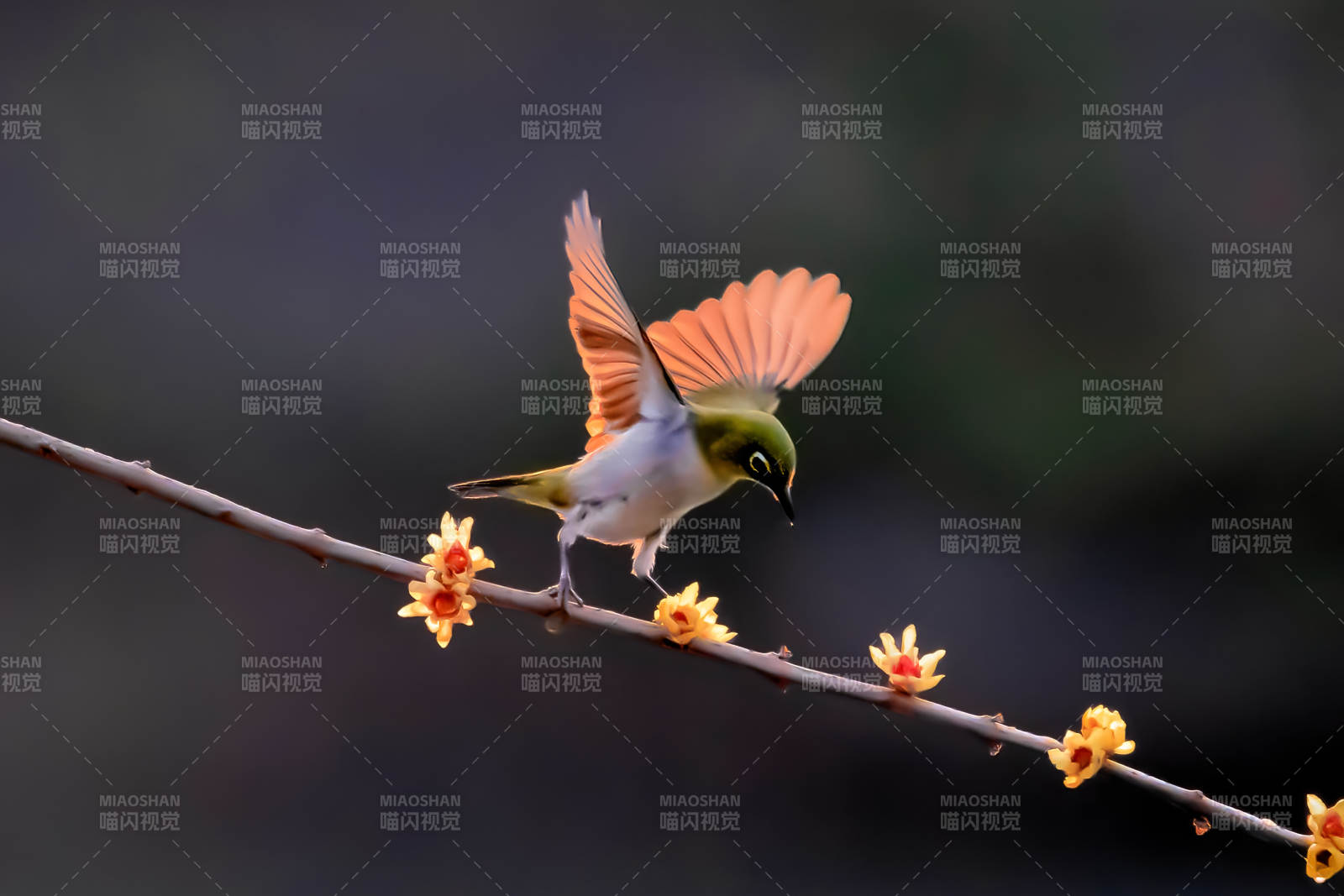 花枝上的繡眼鳥