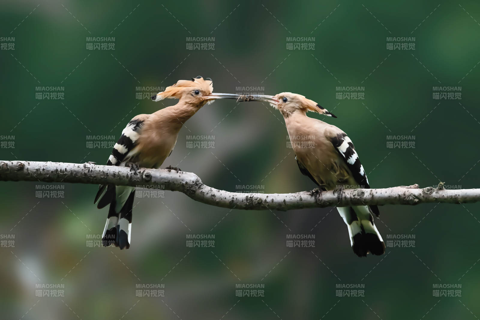 戴勝鳥共棲枝頭