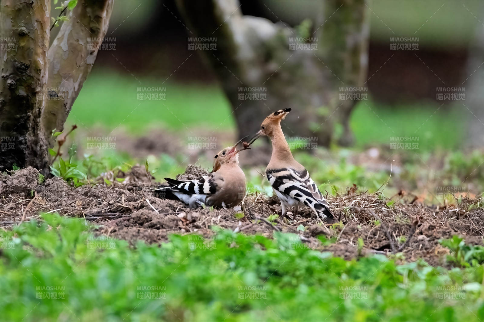 戴勝鳥喂食幼鳥