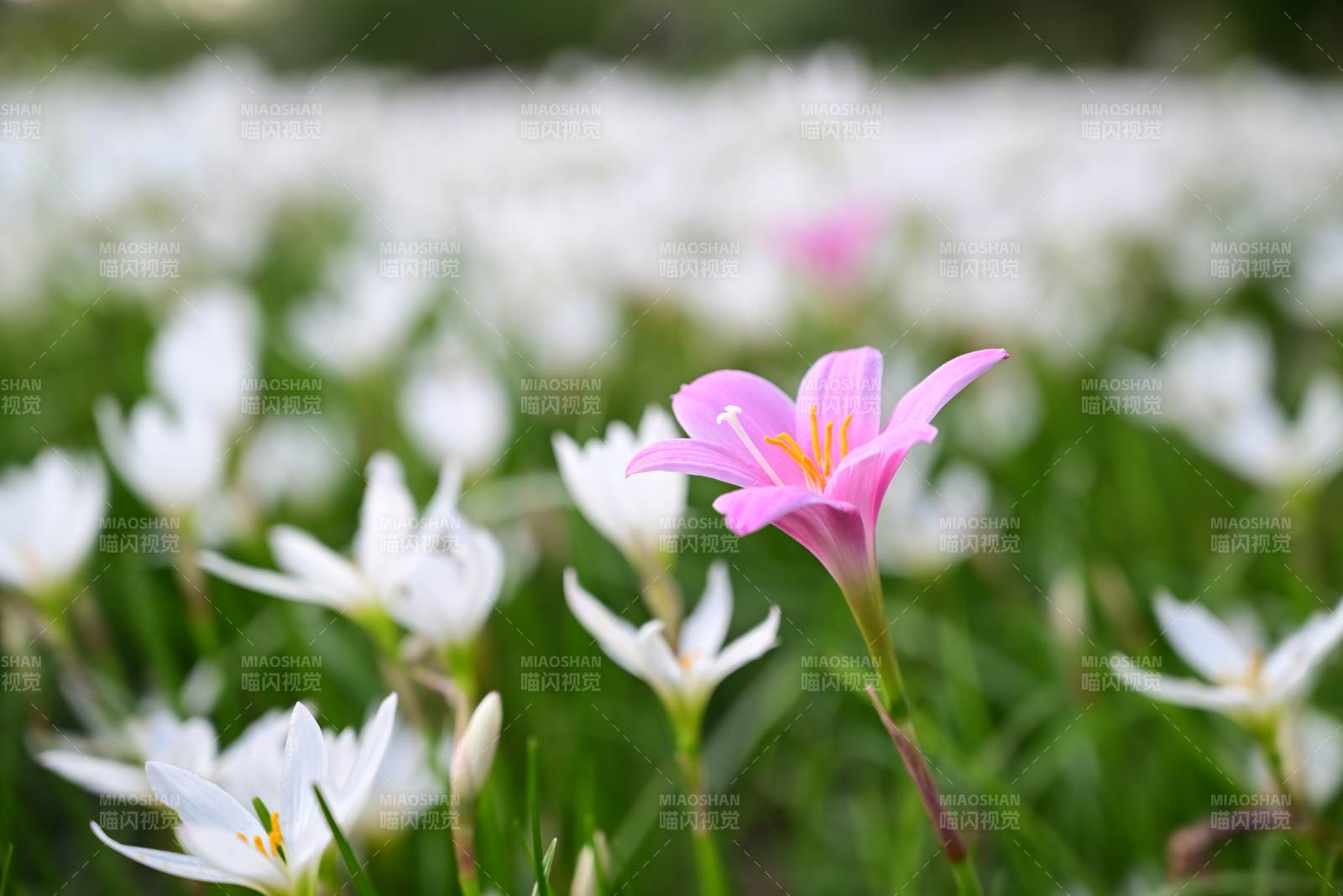 粉花點綴白花海