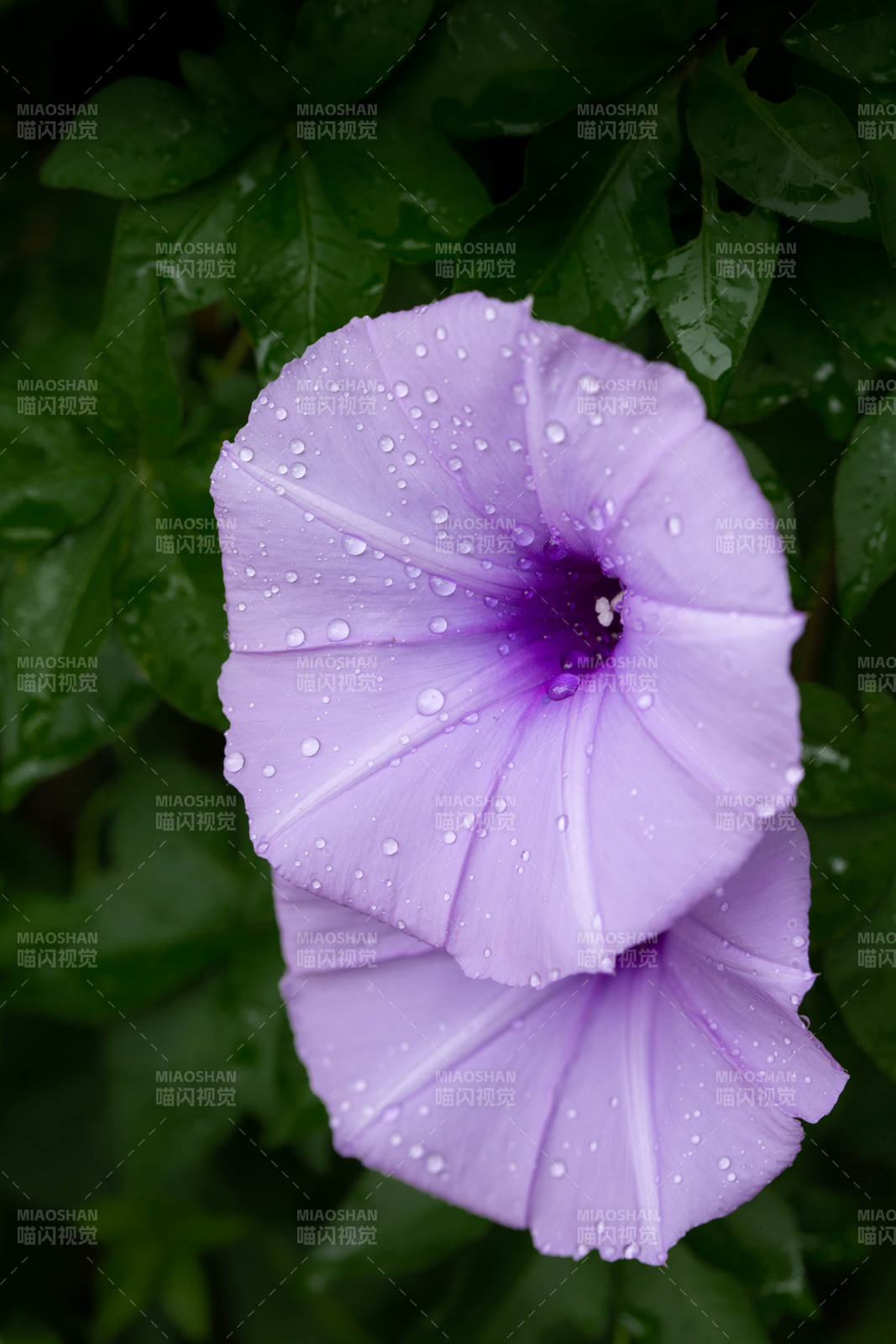 紫花露珠綻放