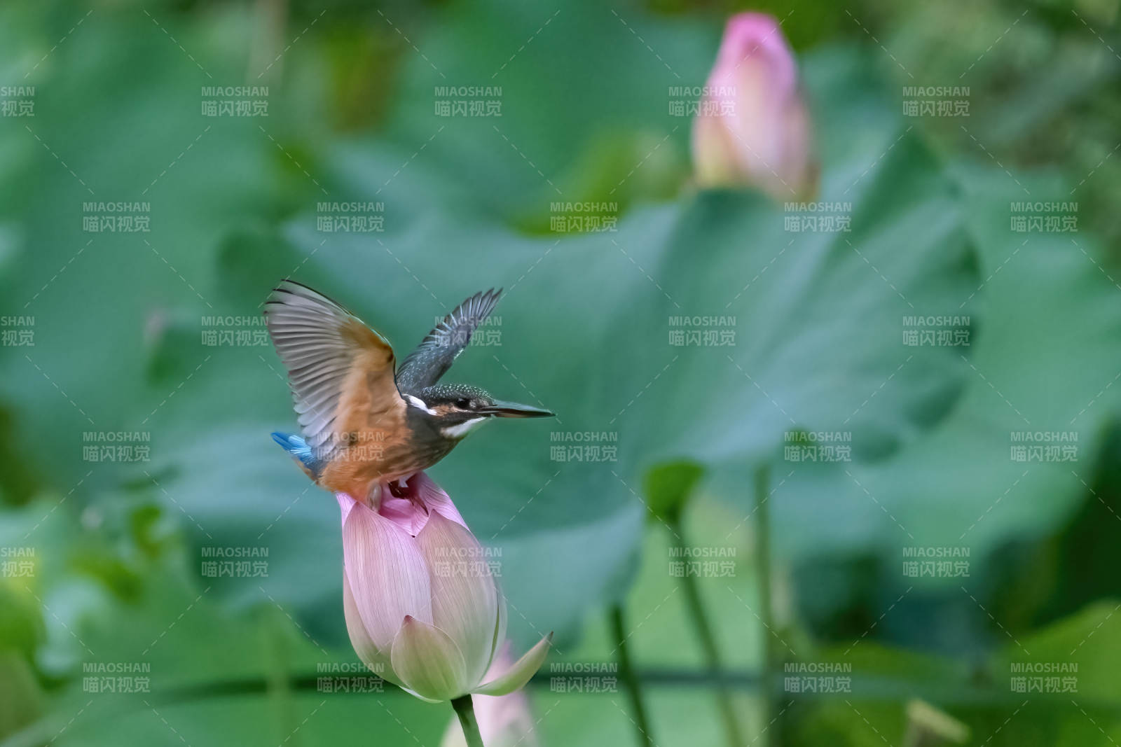 翠鳥棲蓮