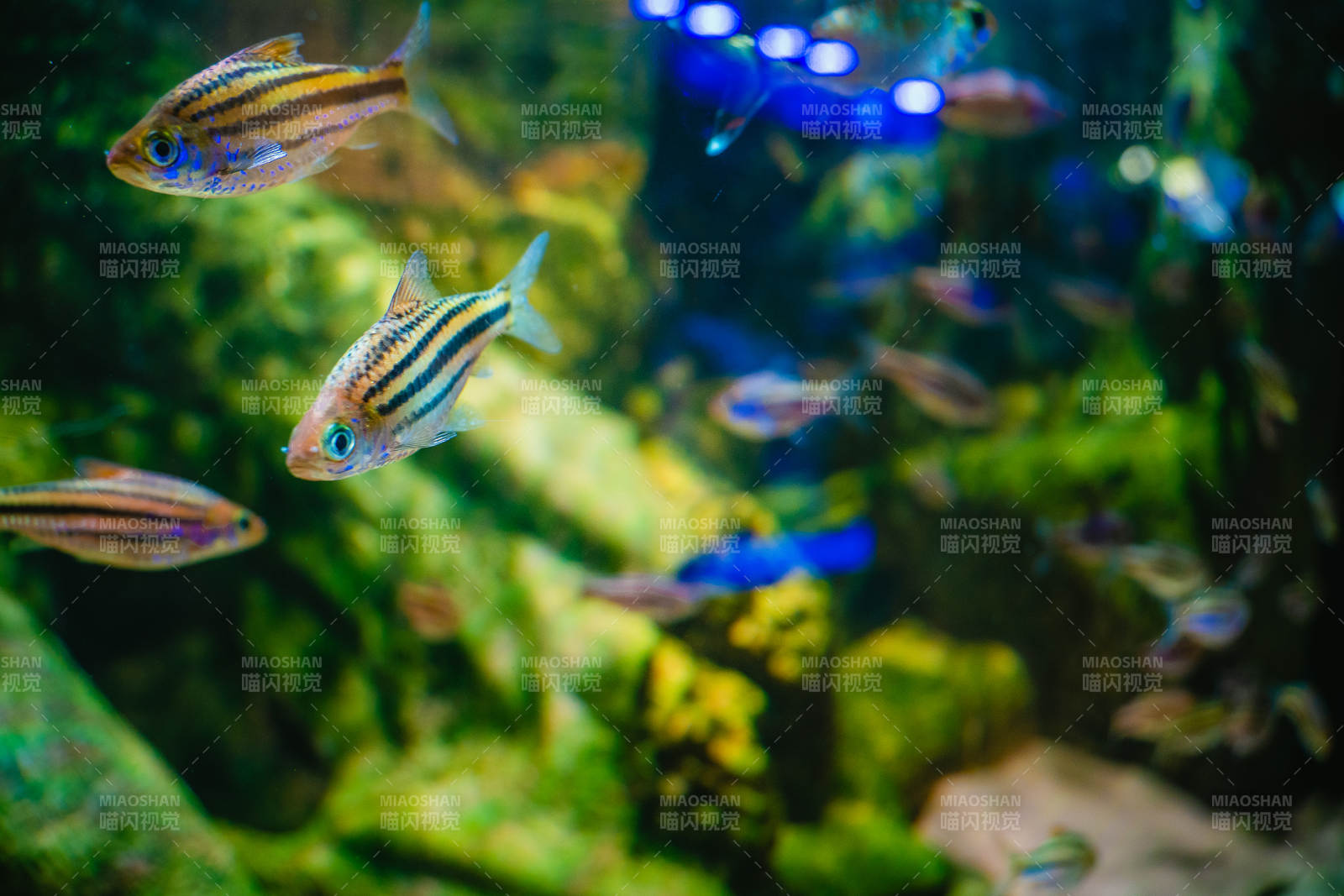 水族館里的熱帶魚