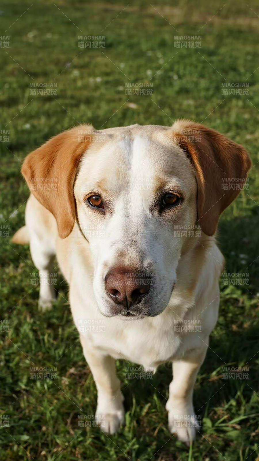 金毛犬凝視鏡頭