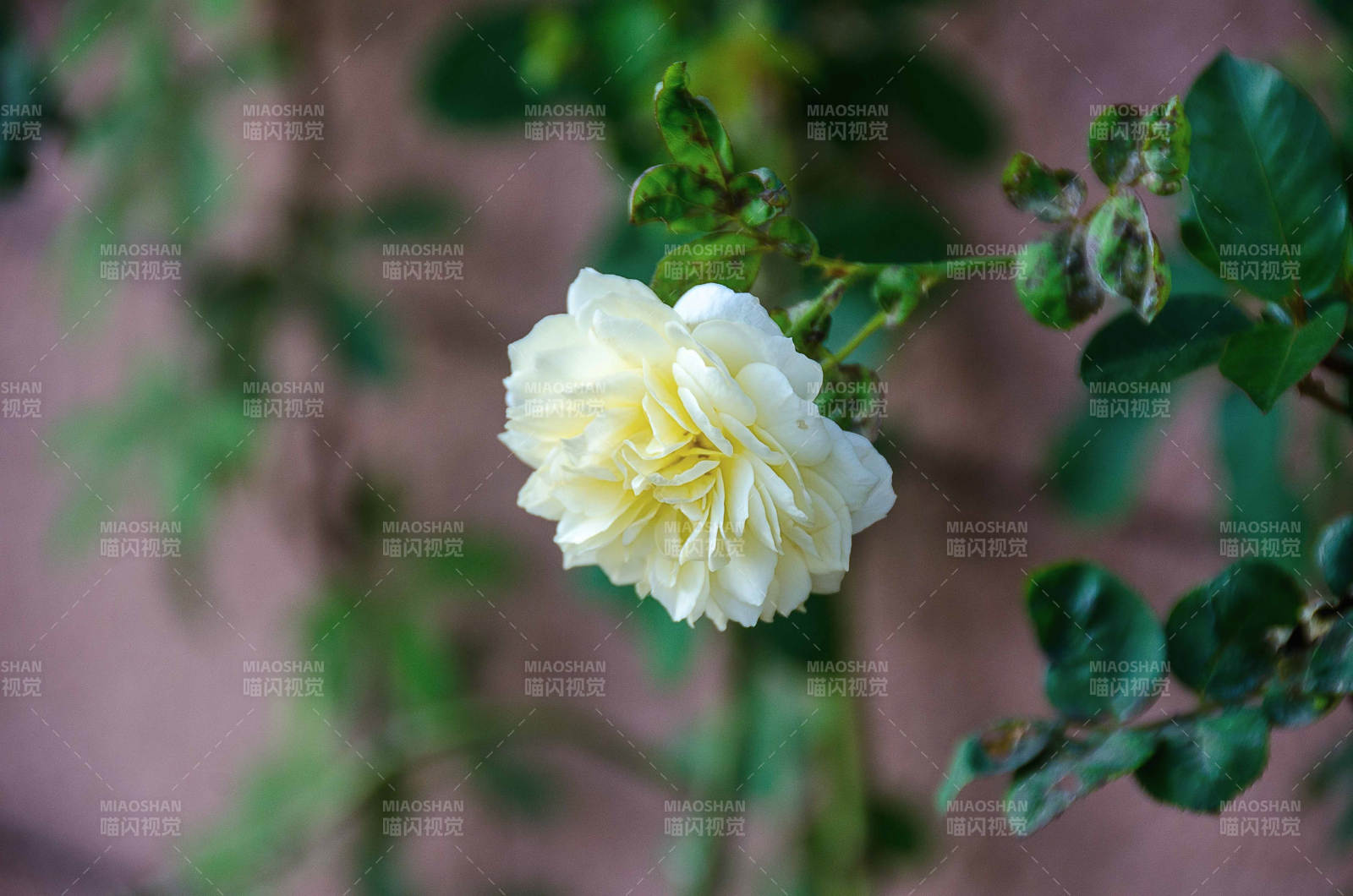 淡黃月季花綻放枝頭