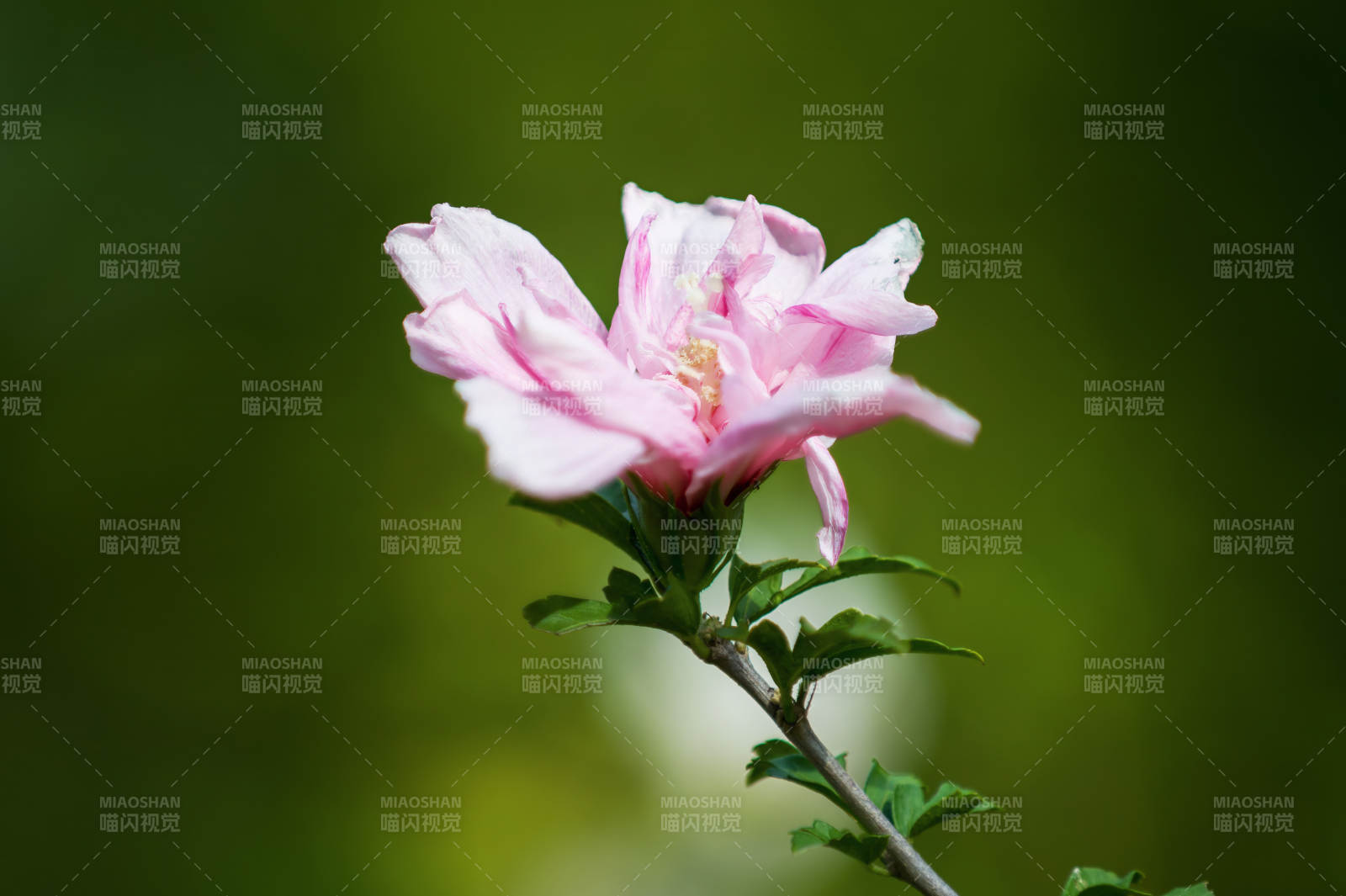 木槿花綻放枝頭