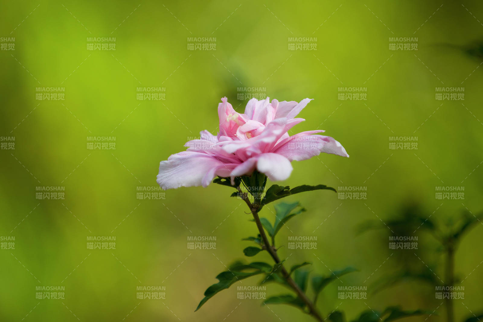 木槿花綻放綠意中