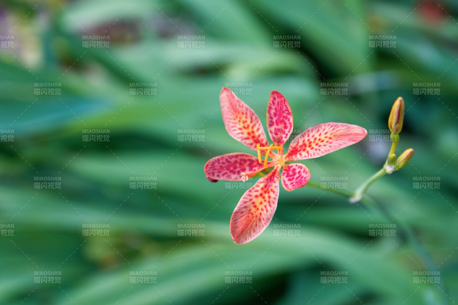 射干花綻放