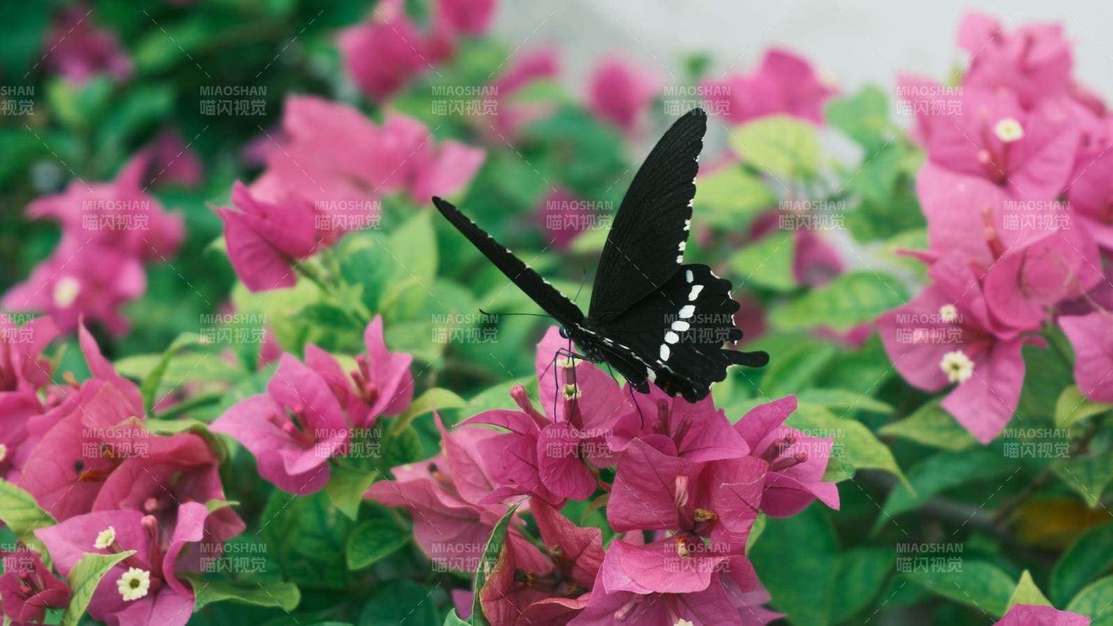 蝶舞花間