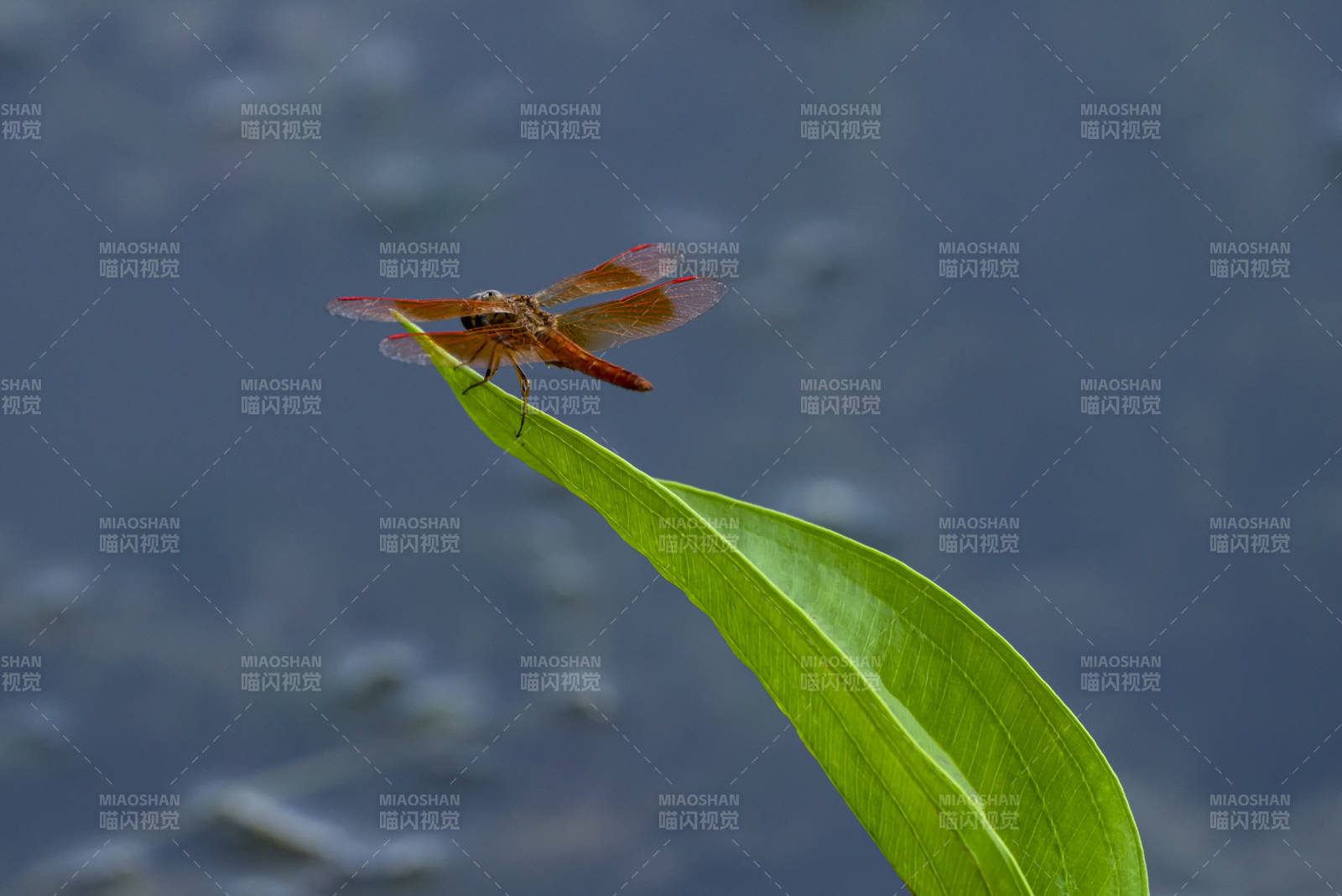 紅蜻蜓棲葉尖