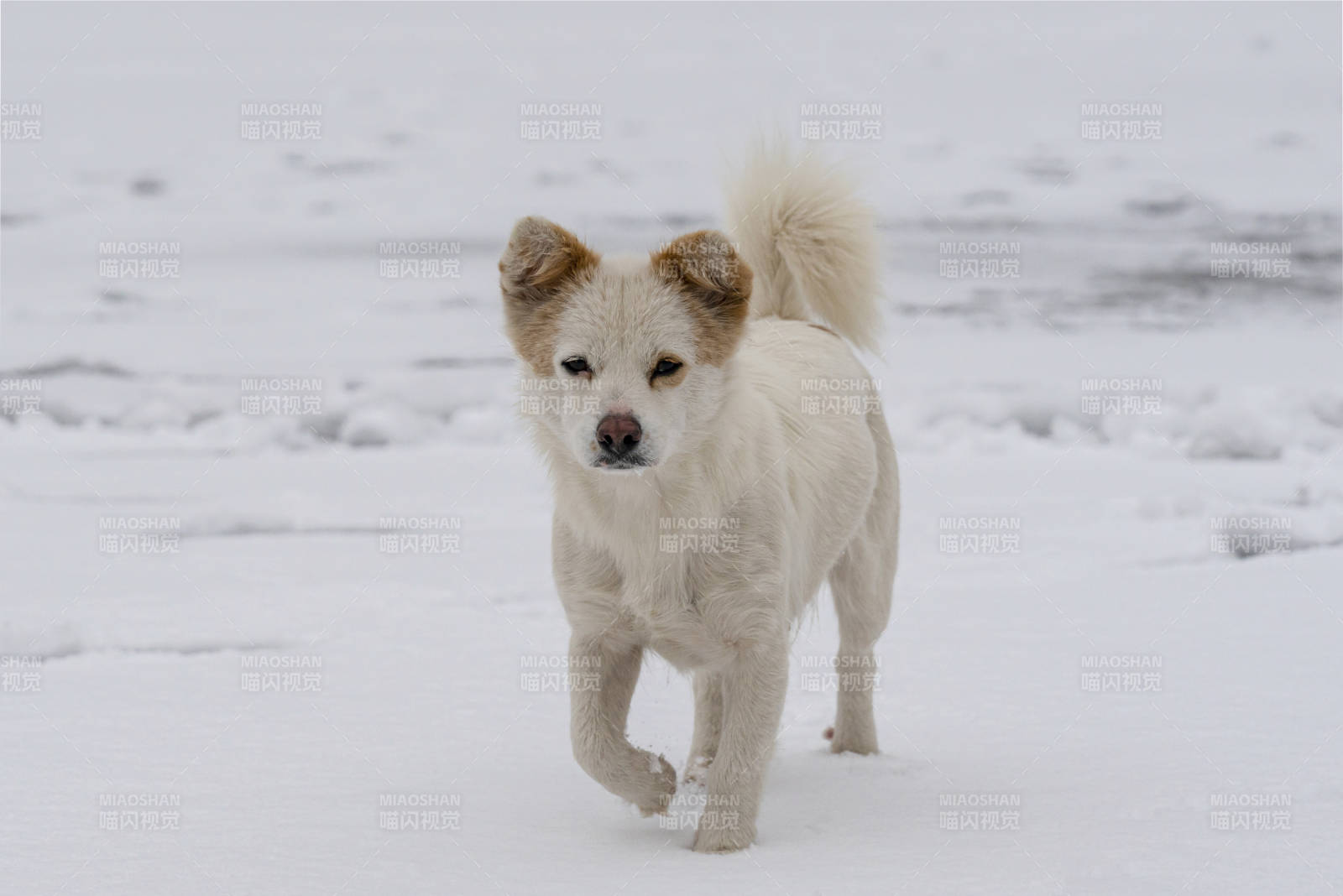 雪地小狗奔跑