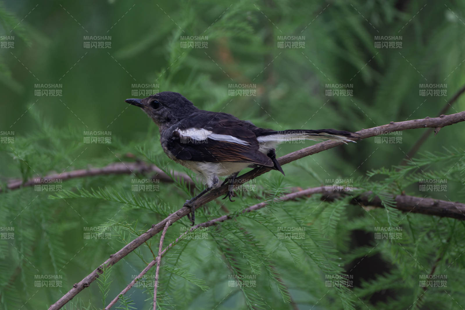 黑白鳥棲枝頭