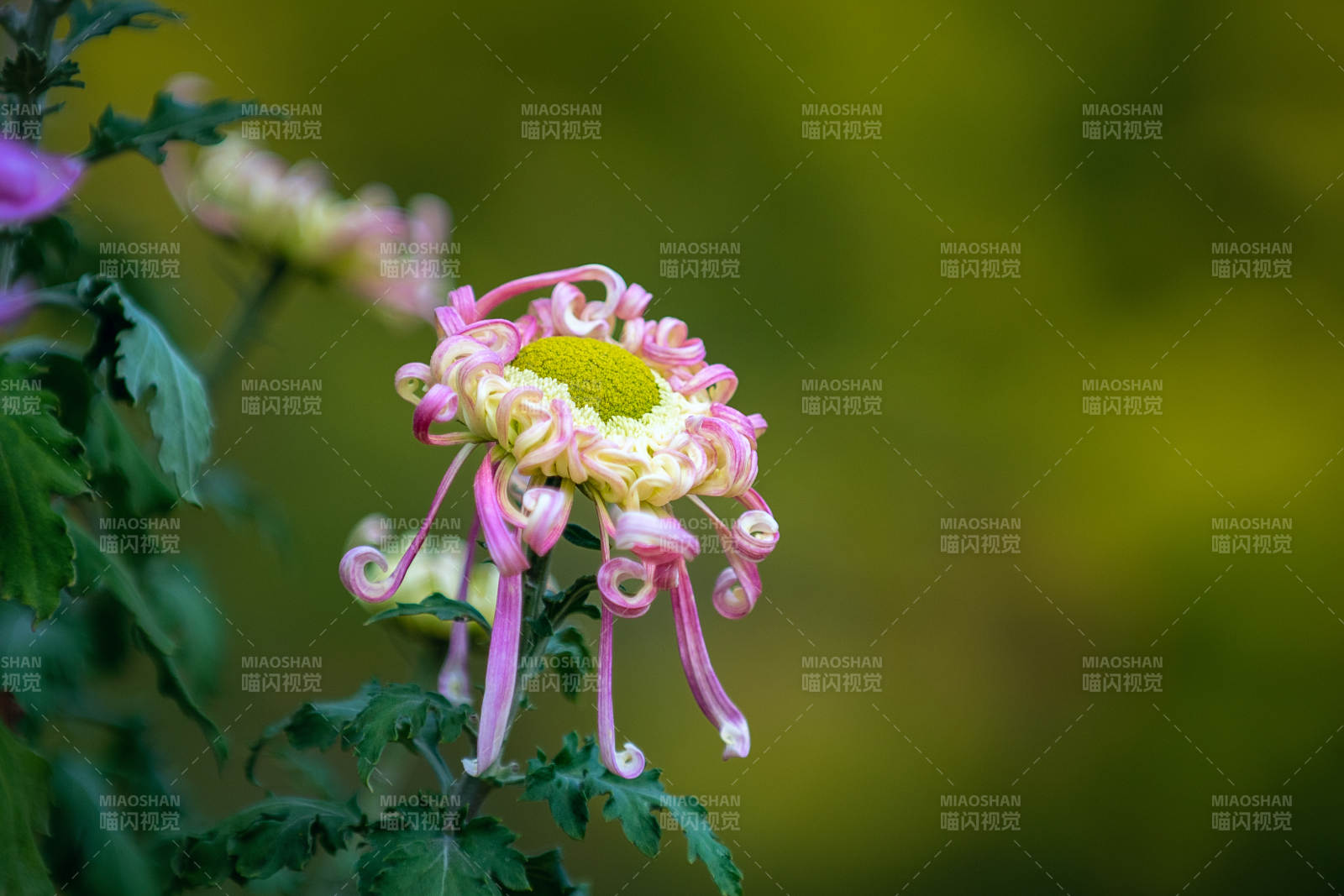 粉菊綻放 綠意盎然