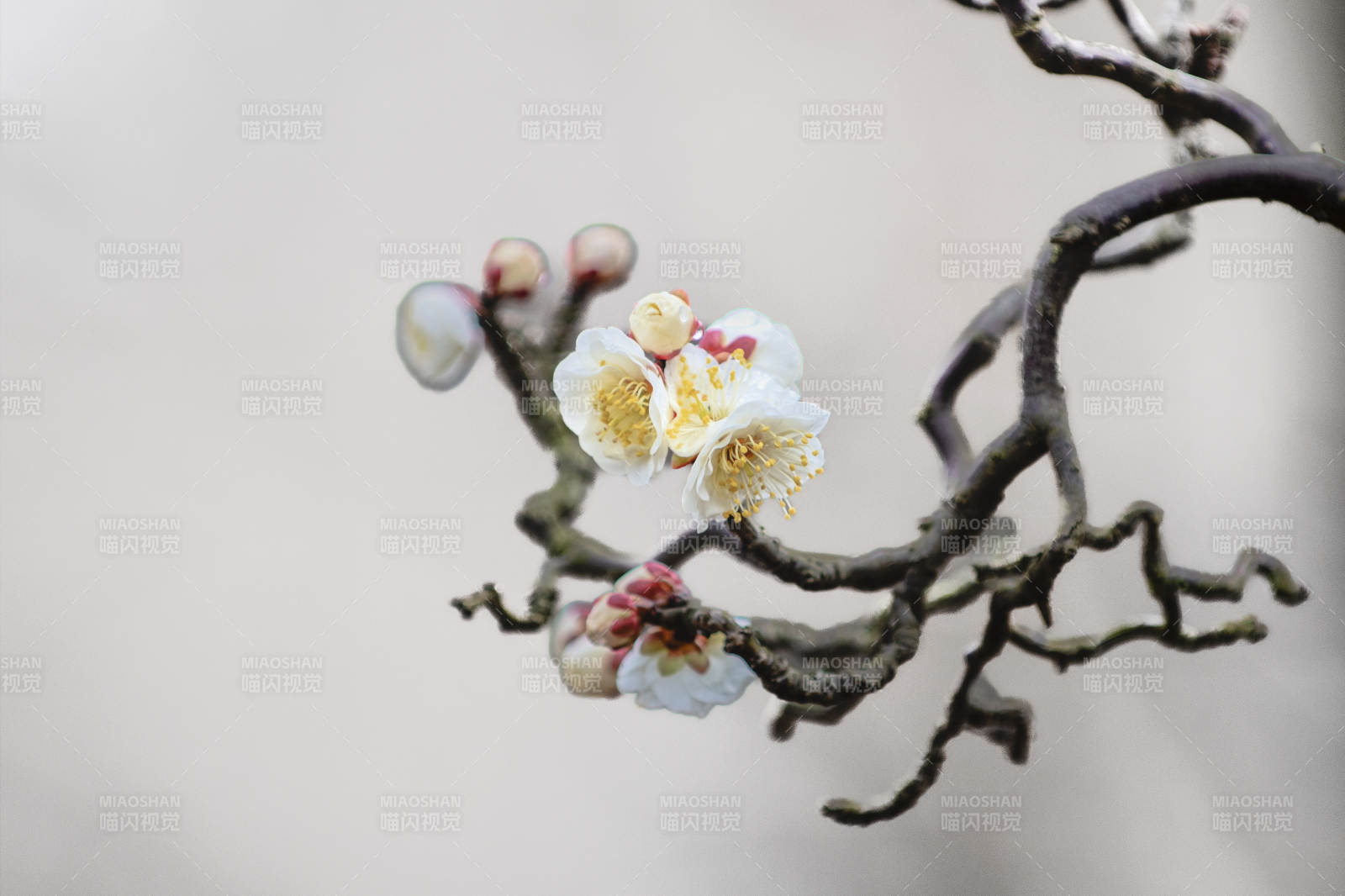 梅花綻放枝頭