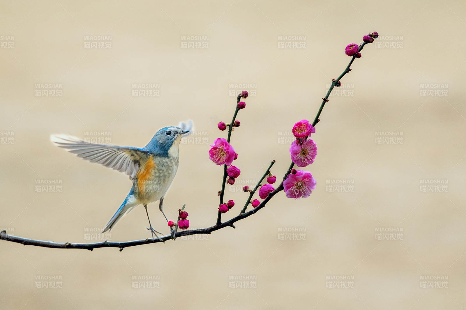 鳥棲花枝
