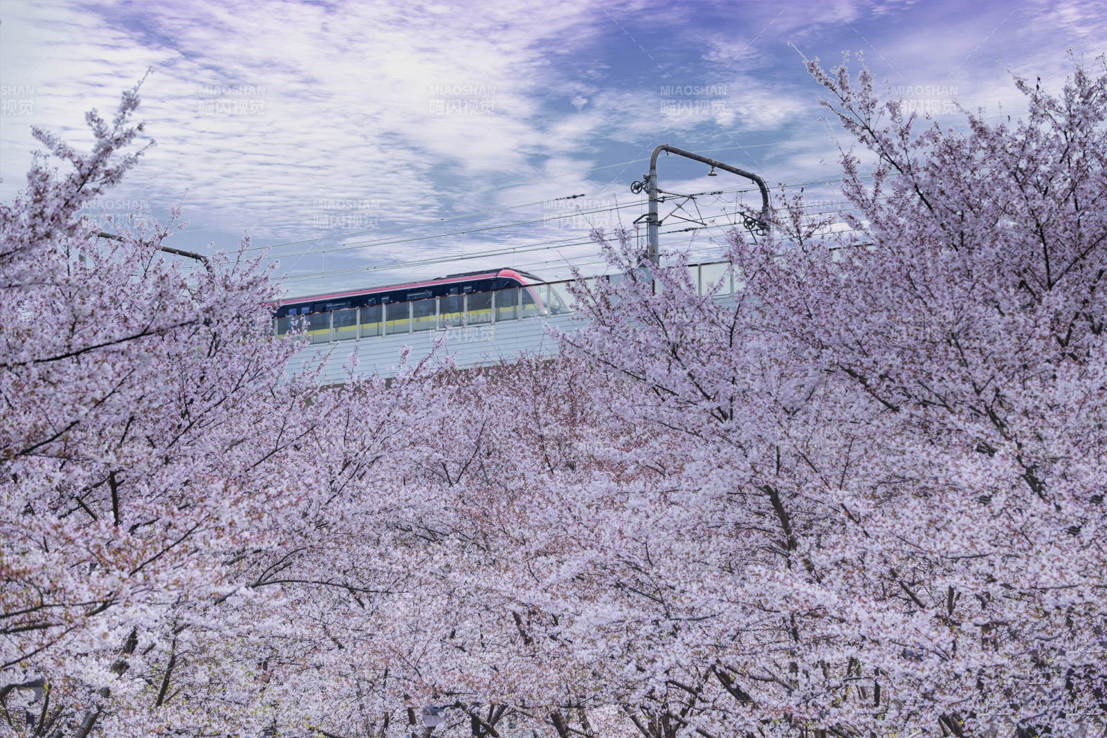 樱花列车春日行