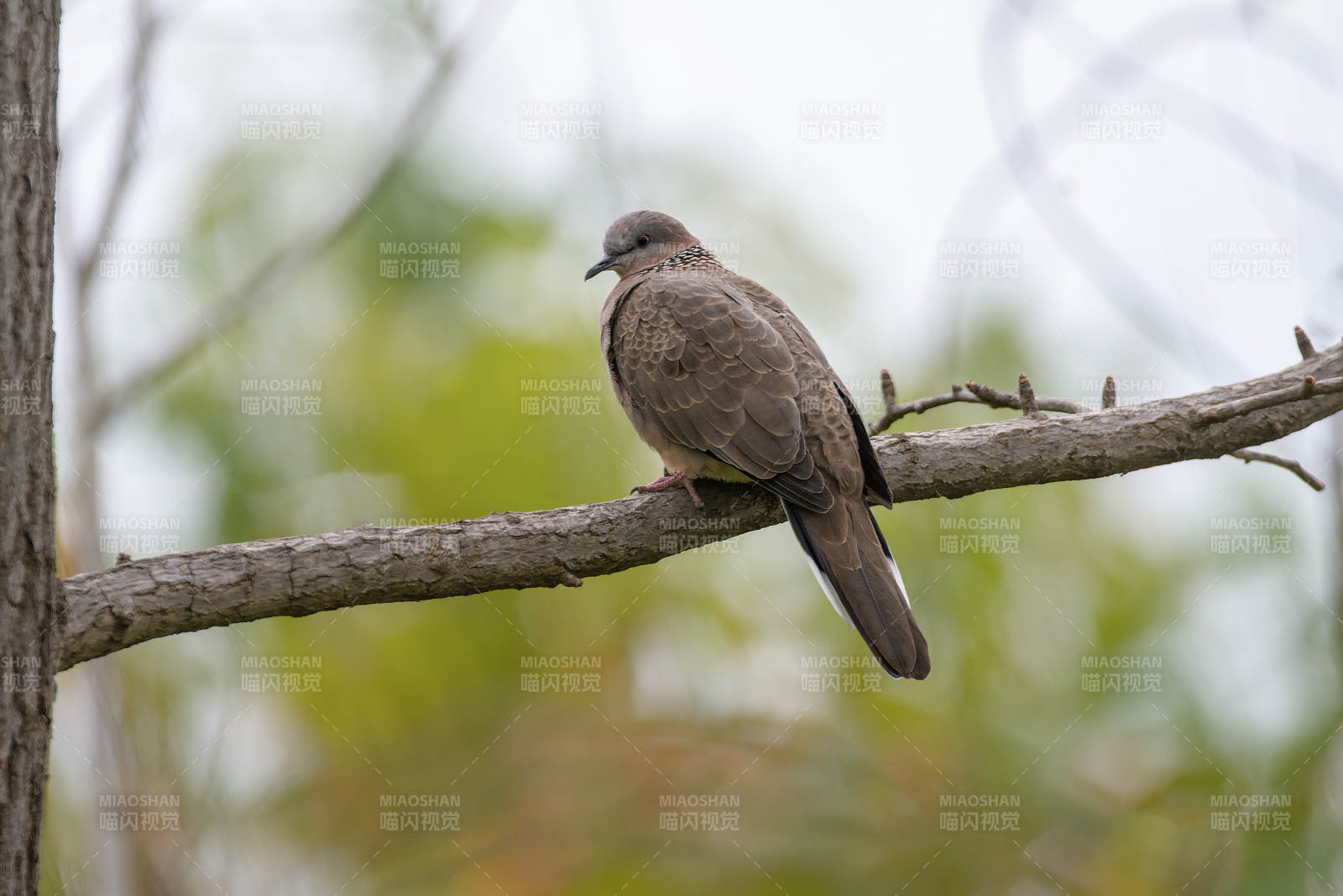 斑鳩棲枝頭