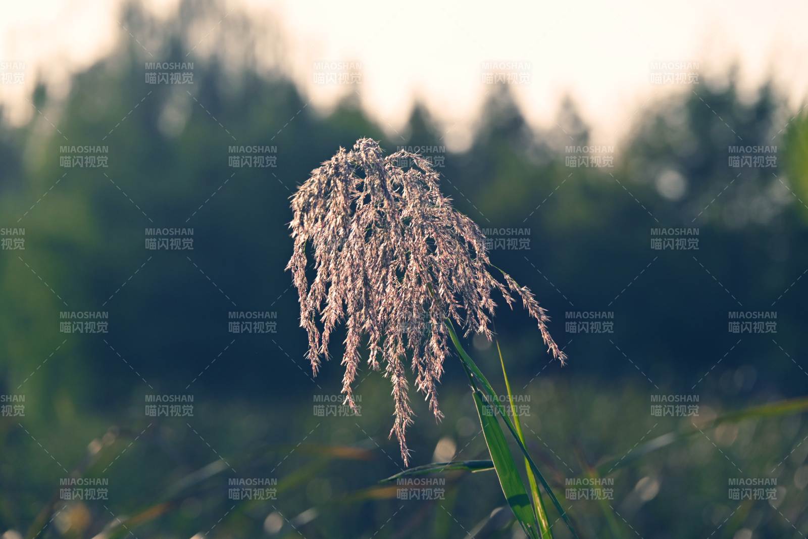 蘆葦輕舞暮色中
