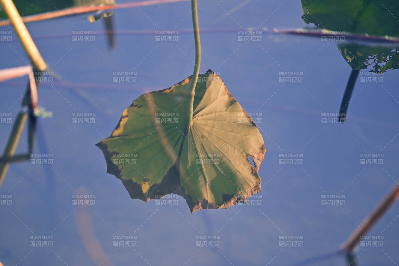 荷葉靜浮水面