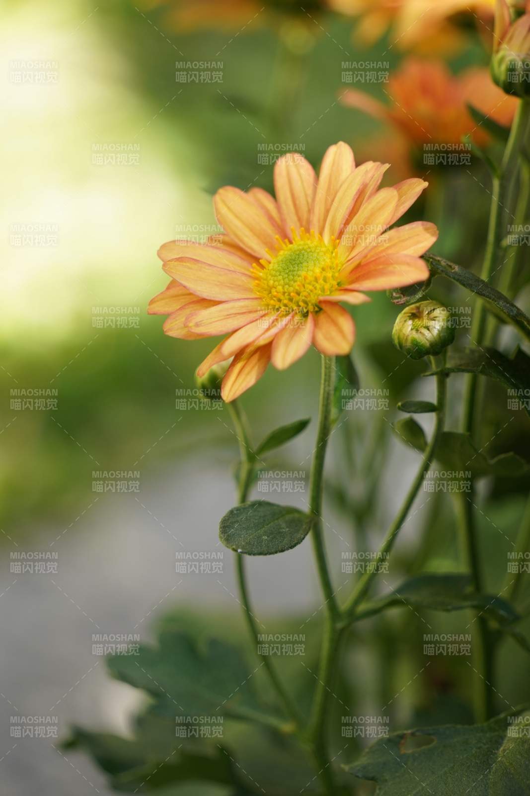 橙色菊花綻放