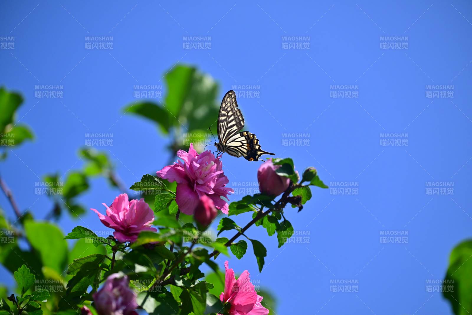 蝶舞花間